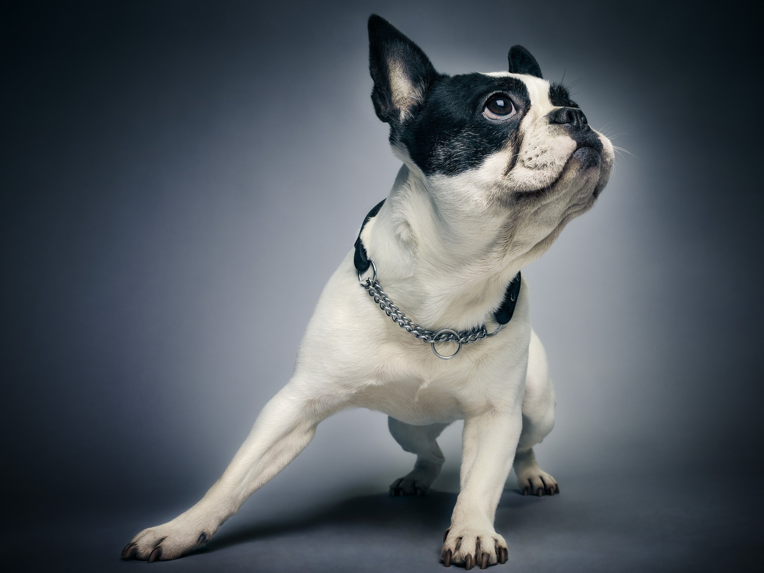 JVF-GlamourDogs-01.jpg