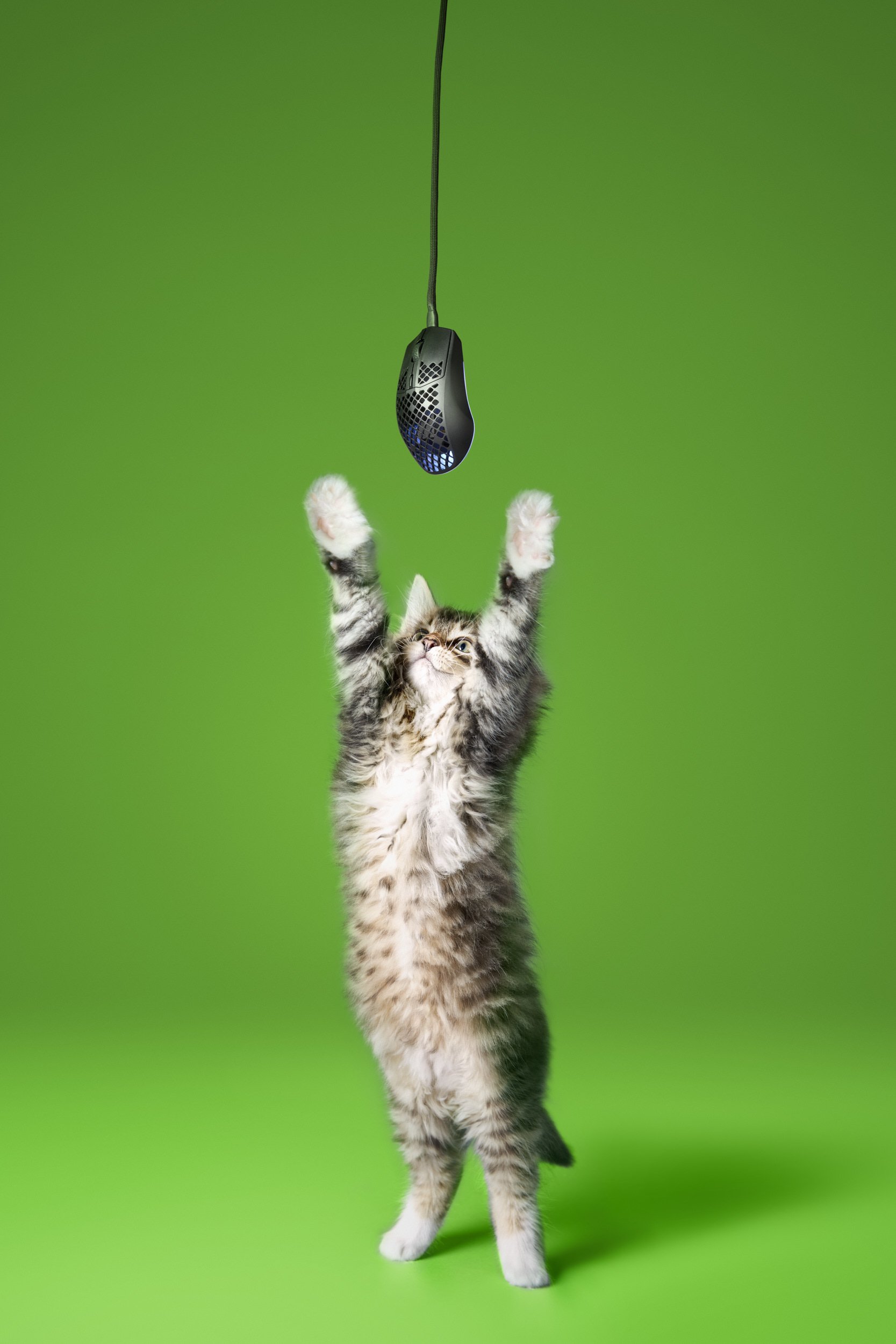JVF-KPN-Cats-Mouse-CROP.jpg