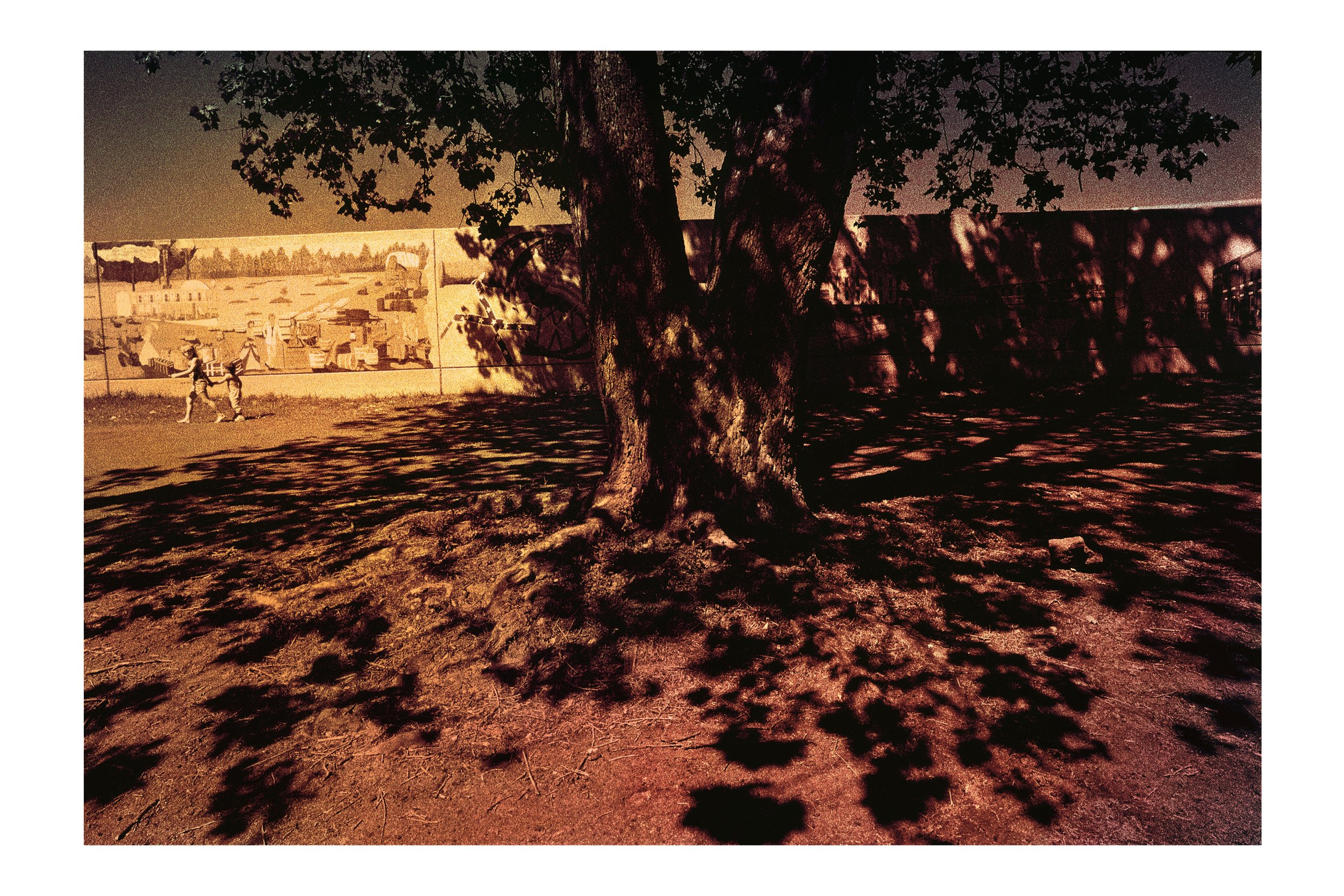 Tree, Little Rock