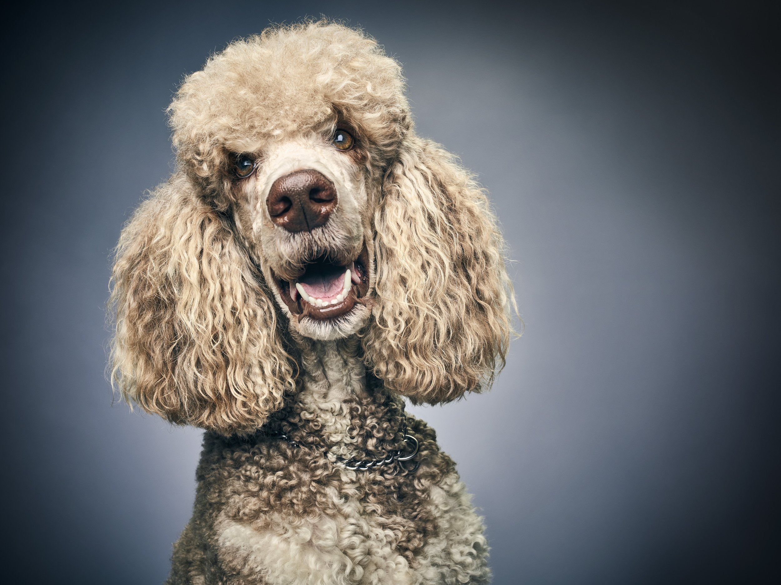 JVF-GlamourDogs-06.jpg