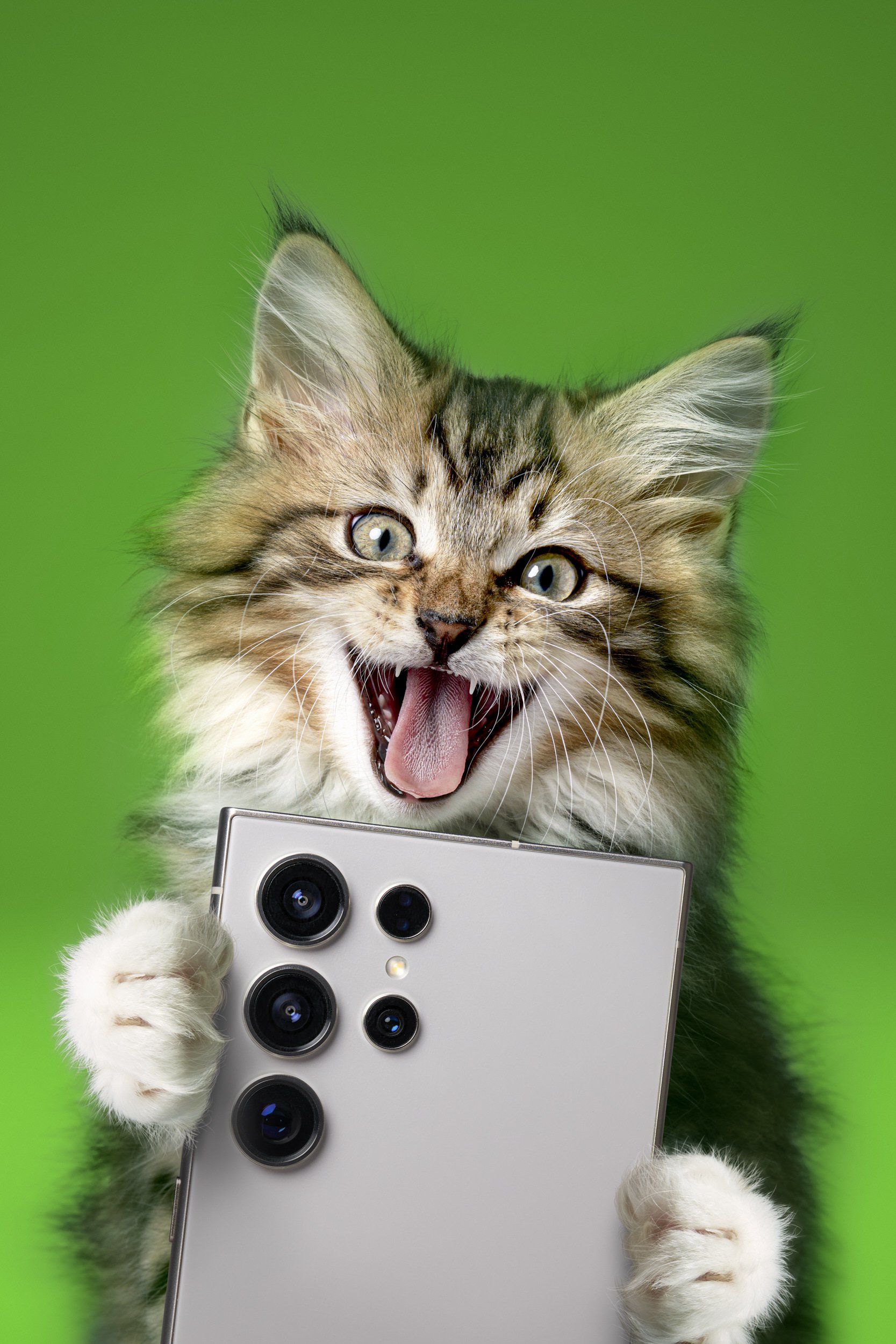 JVF-KPN-Cats-Phone-CROP.jpg