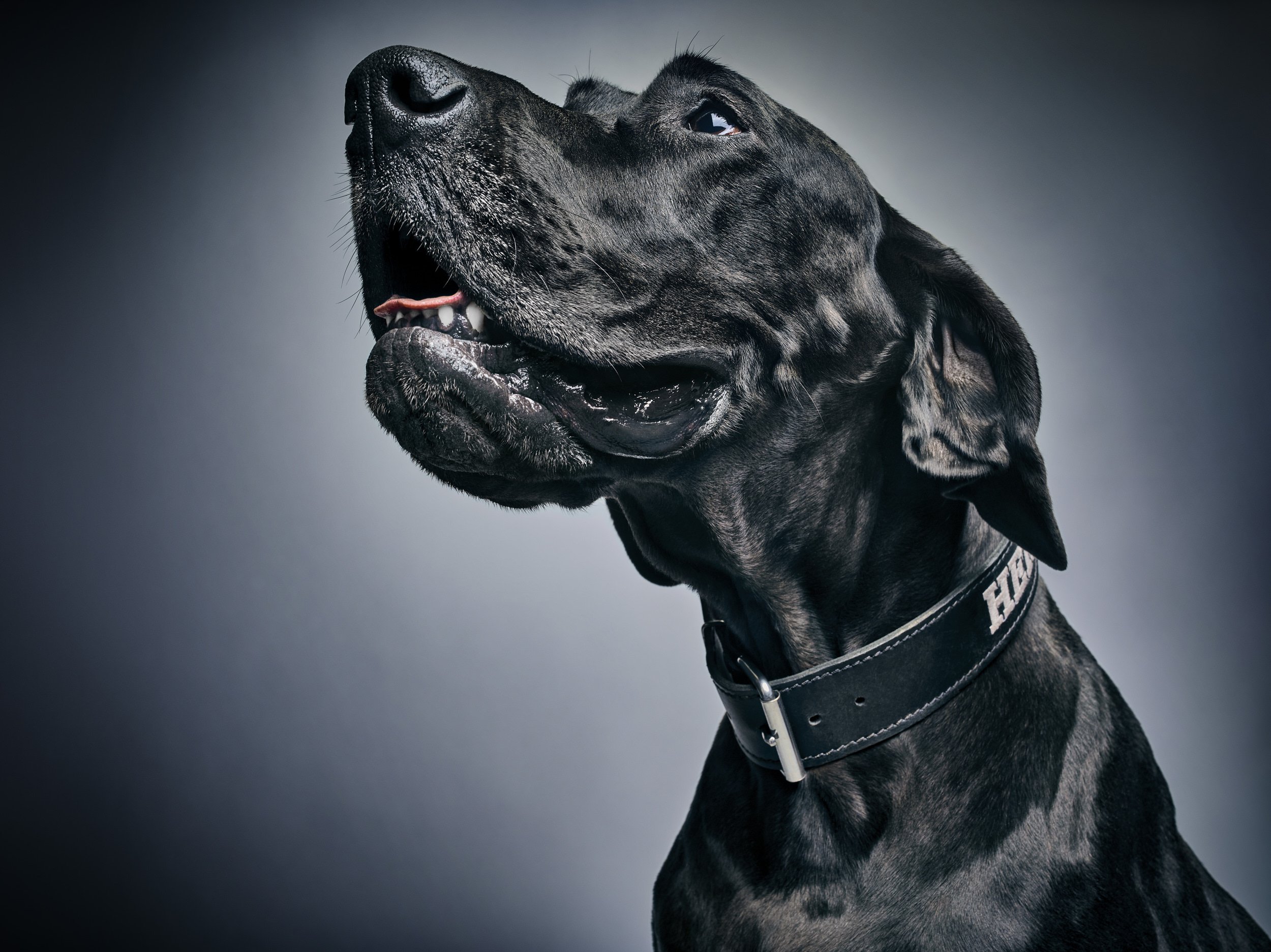 JVF-GlamourDogs-02.jpg