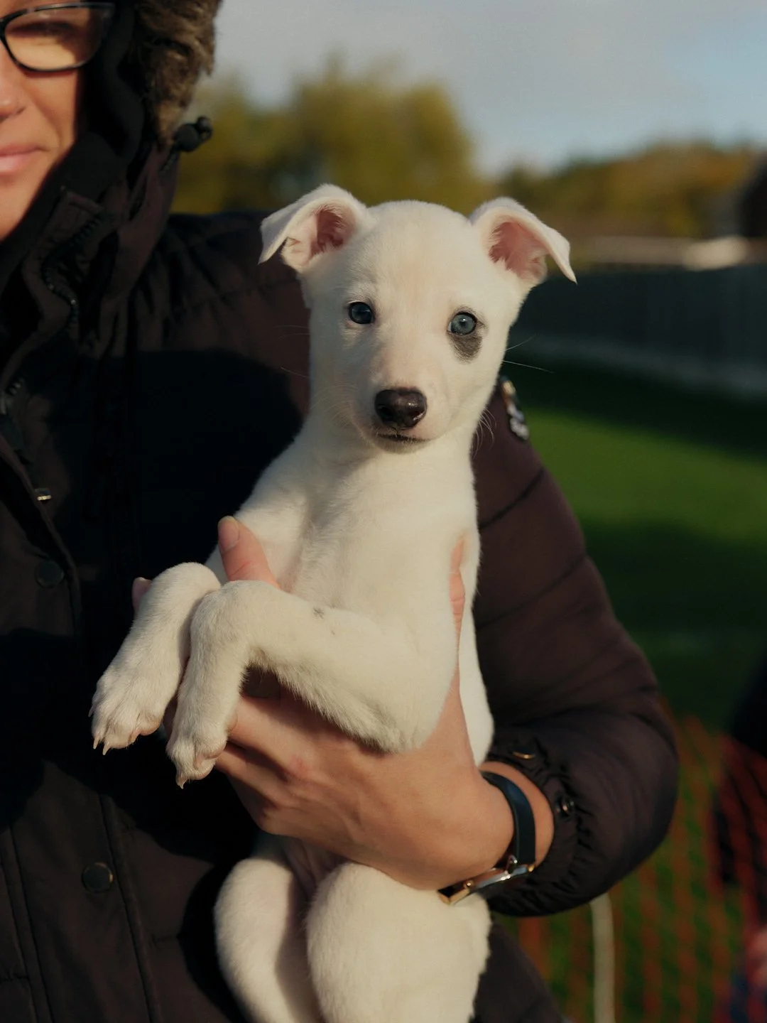 WALLSENDWHIPPETS_141.jpg
