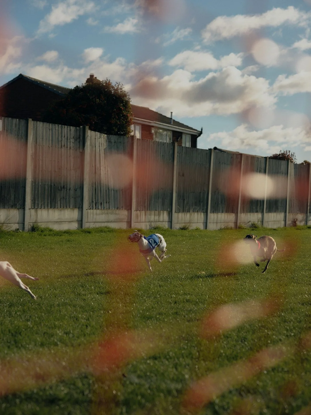 WALLSENDWHIPPETS_330.jpg