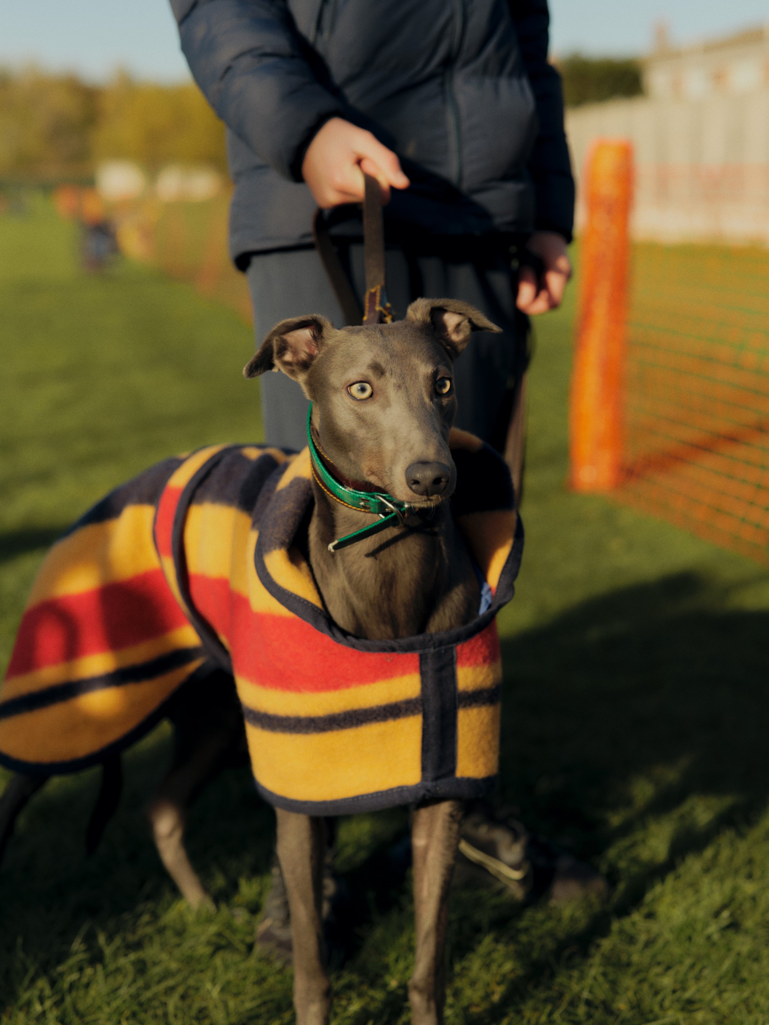 WALLSENDWHIPPETS_600.jpg