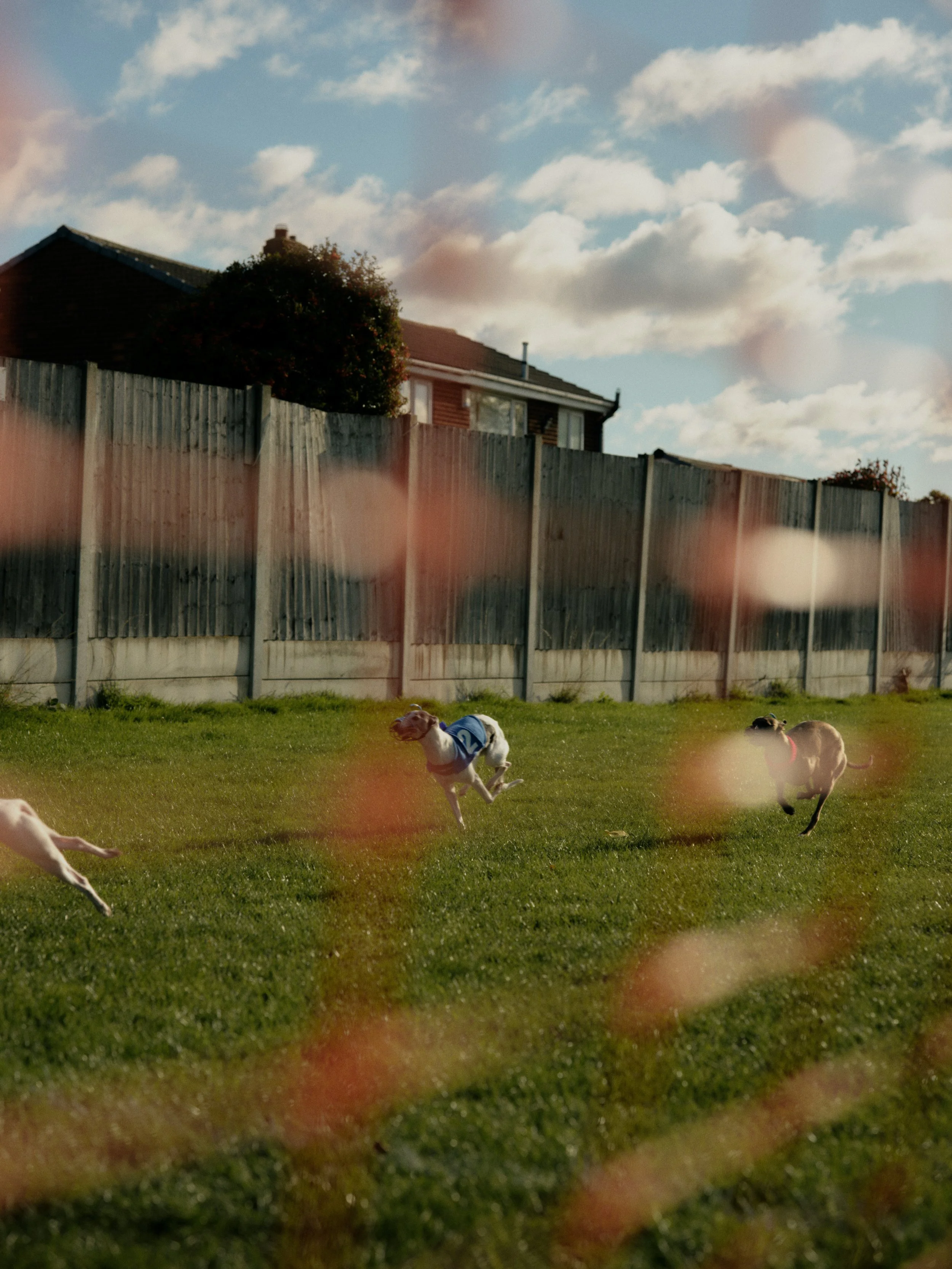 WALLSENDWHIPPETS_330.jpg