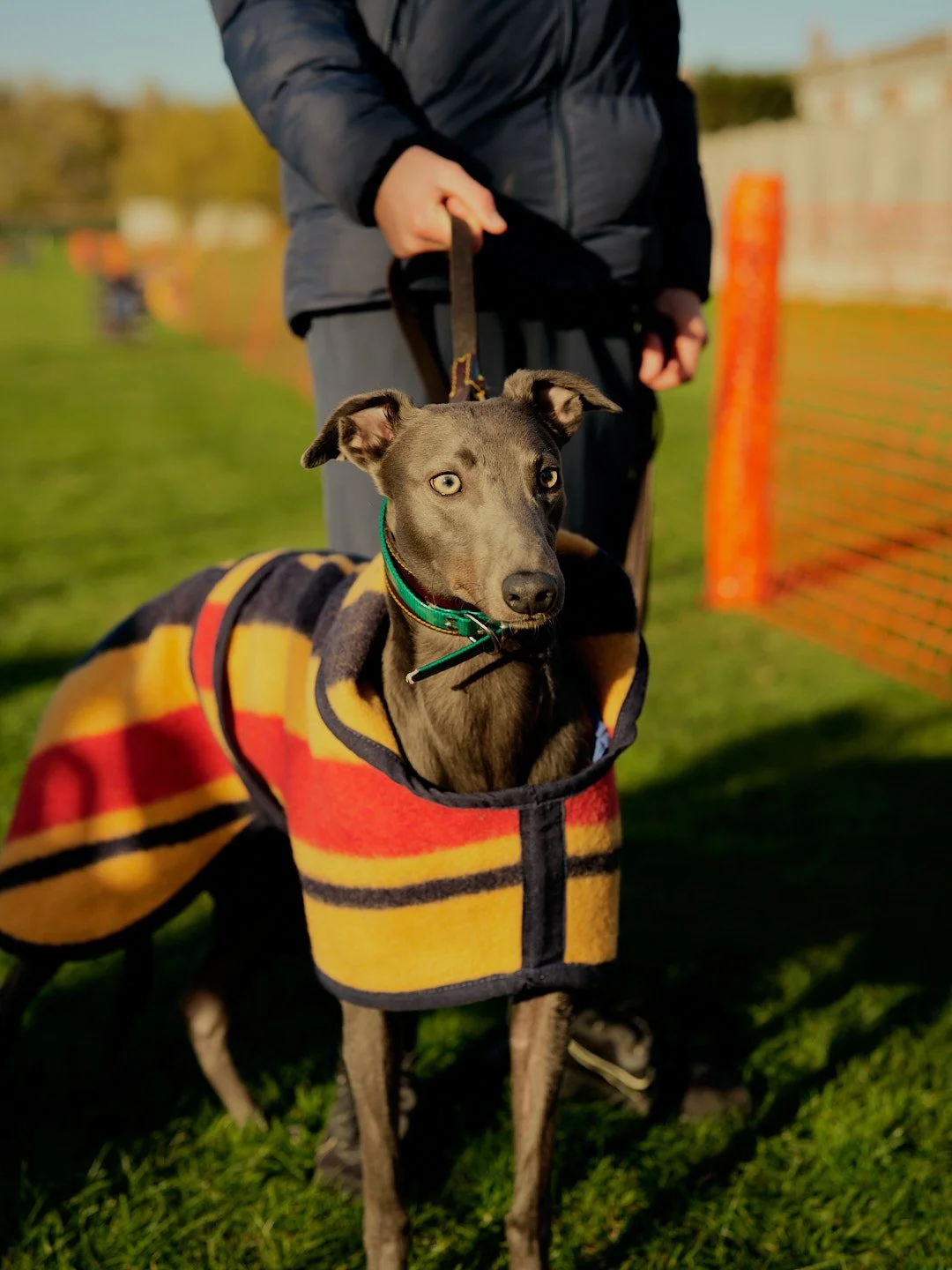 WALLSENDWHIPPETS_600 3.jpg