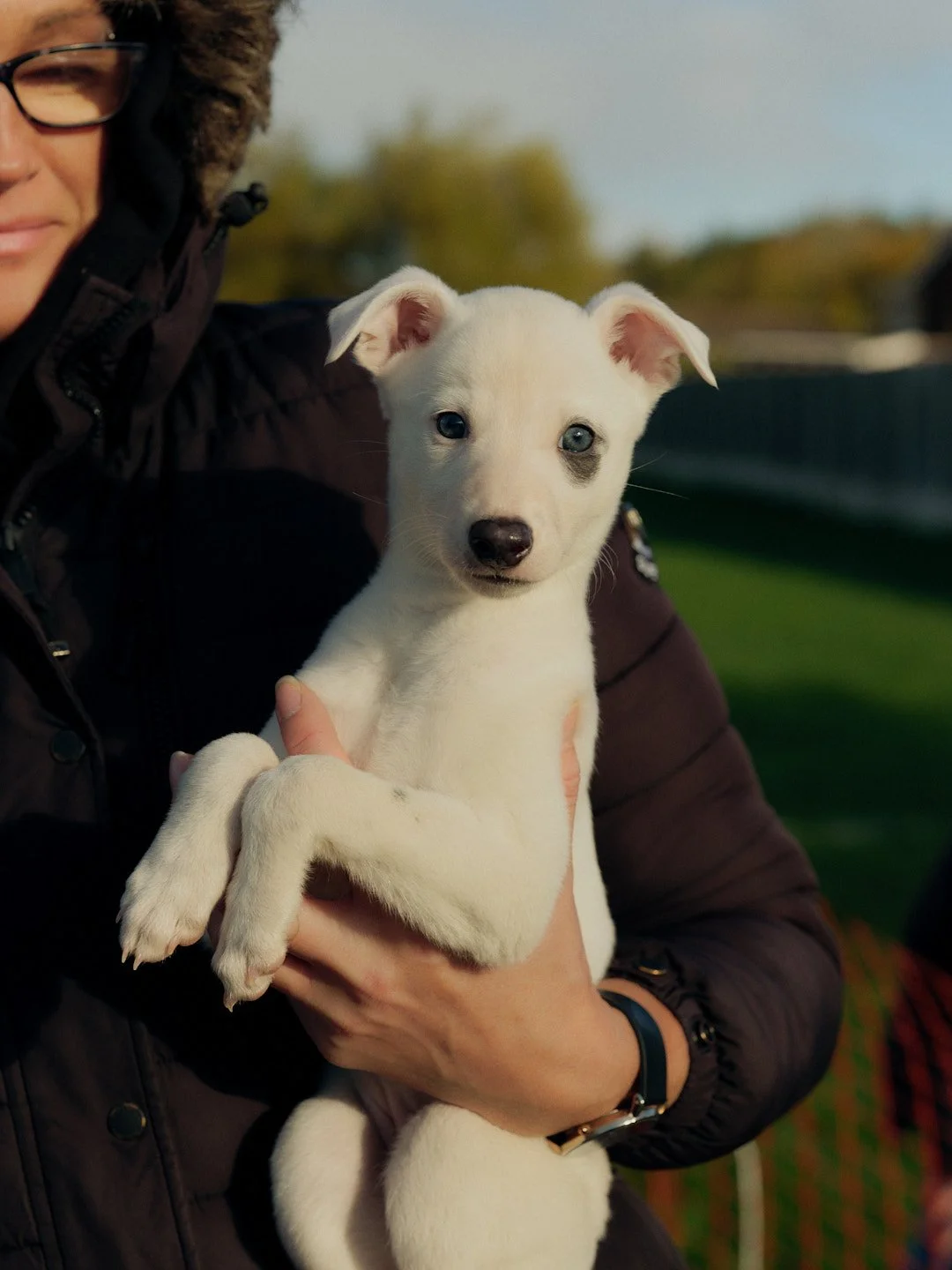 WALLSENDWHIPPETS_141.jpg