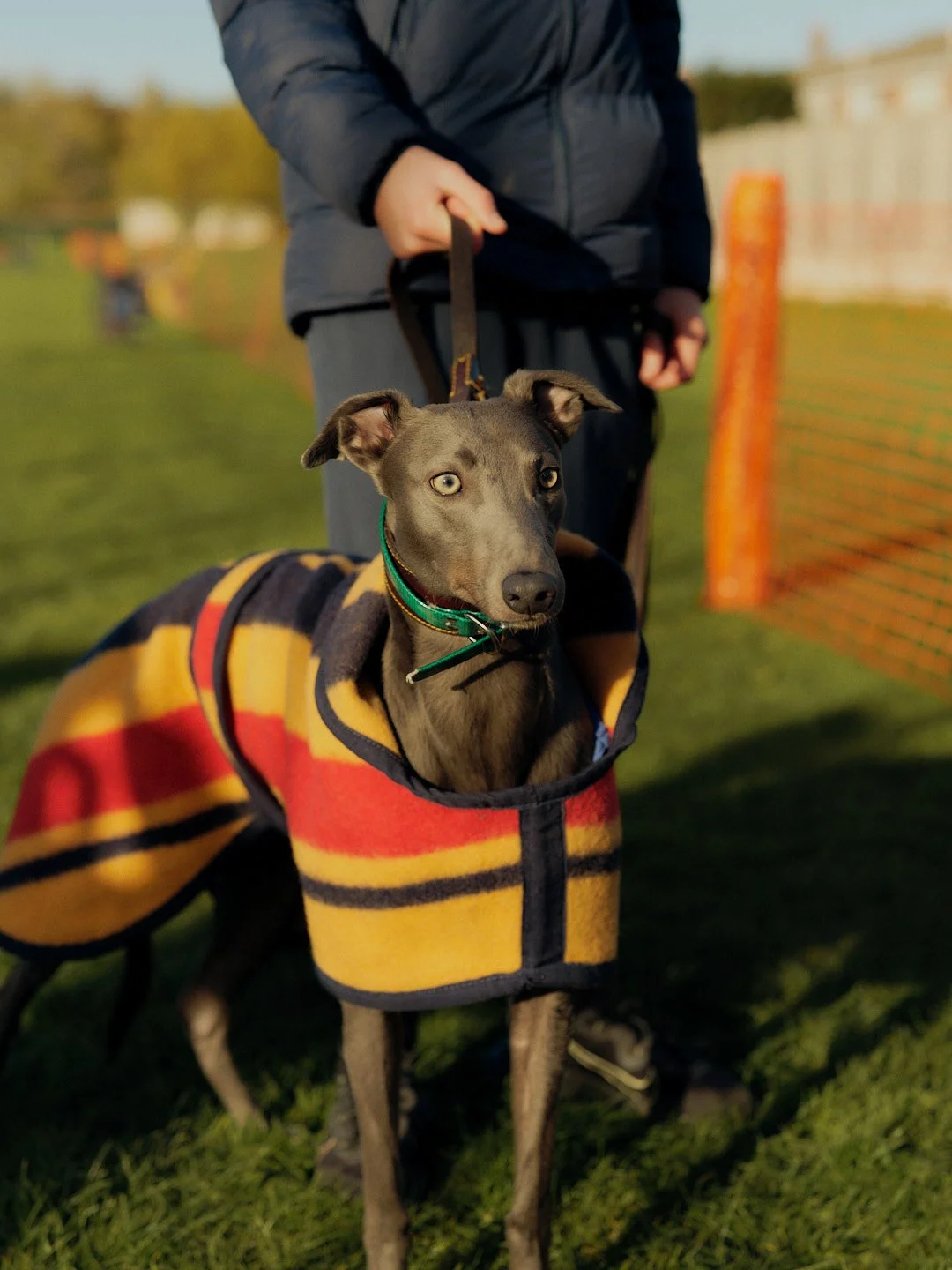 WALLSENDWHIPPETS_600.jpg