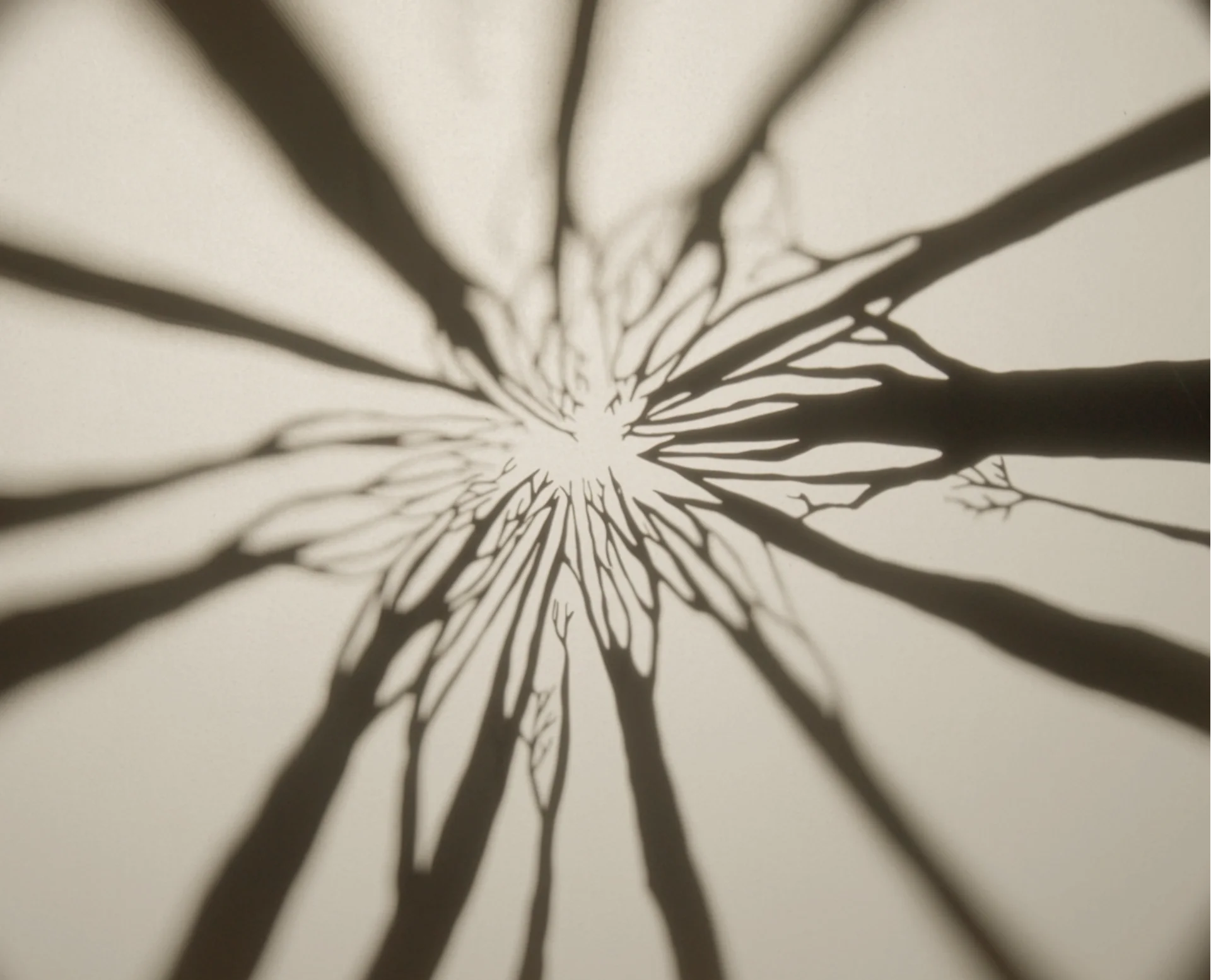 The Fairy Queen - Henry Purcell - Vox Luminis