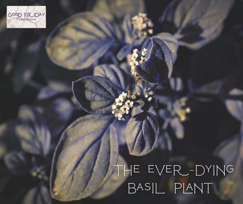 The Ever-Dying Basil Plant