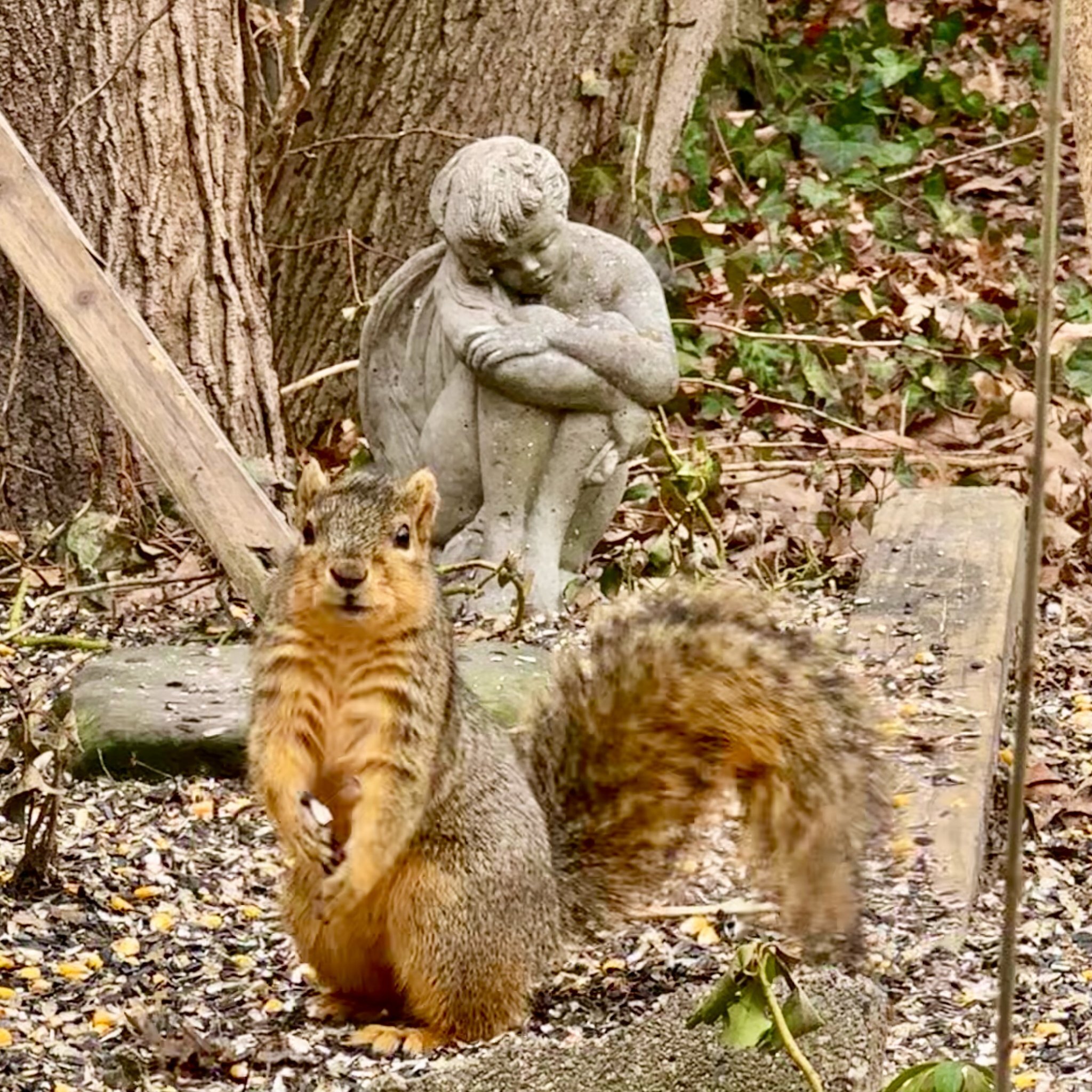 Pardon the interruption&hellip; but we wanted to let you know we&rsquo;re out of the studio today. We&rsquo;ll be back to regularly scheduled shenanigans on Saturday from 12 - 6!

Carry on 🐿️

#tgif #fieldtrip #squirrel #madeyoulook