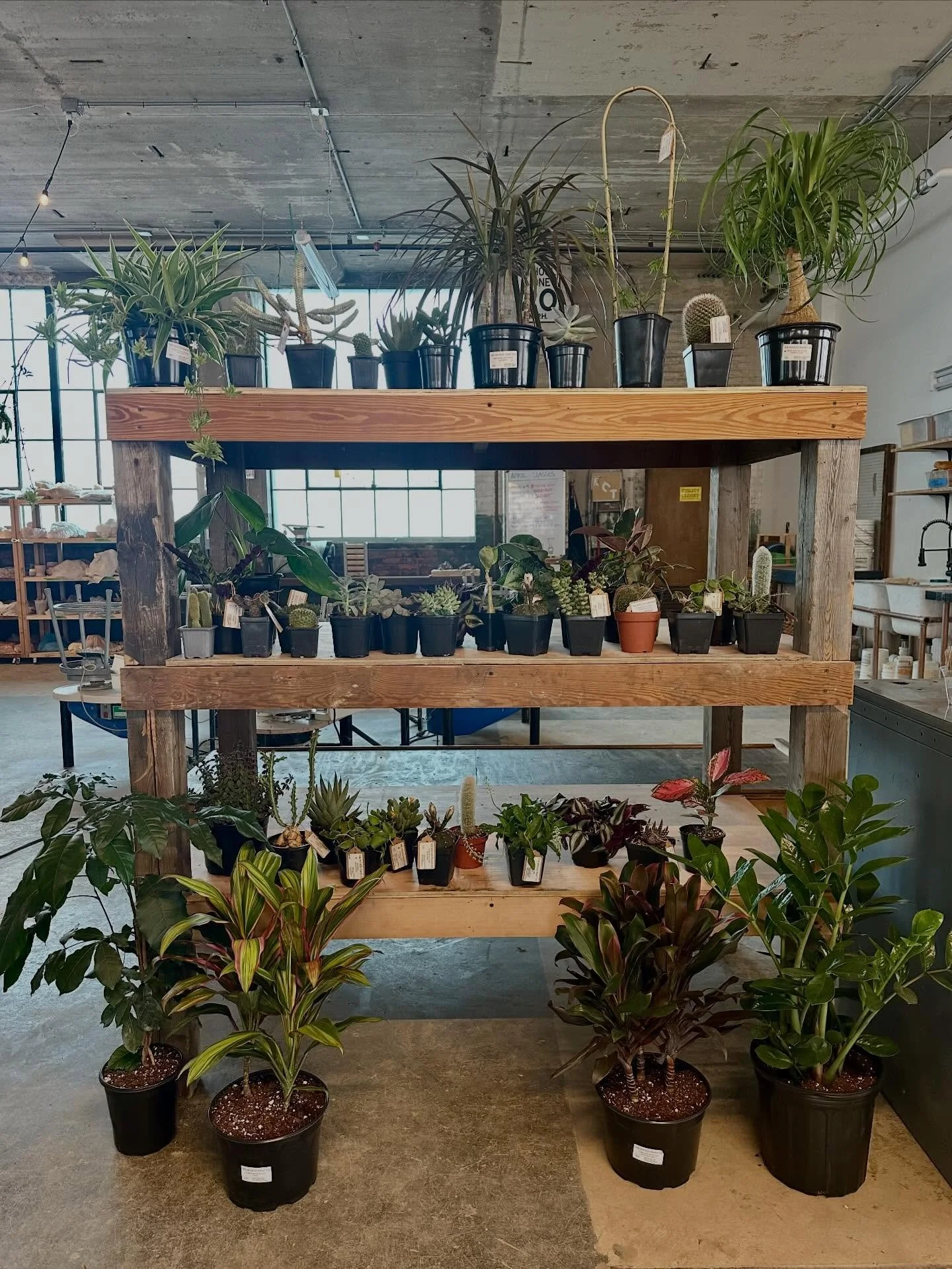 Today is the day!!! Plants are arriving and pots are ready! Stop by @alchemy_studio_cleveland for our incredible pop up event with @thewickedplantco !! 

Doors open at 11 and we&rsquo;ll be here till 4. 

Can&rsquo;t wait to see you 🪴

#plants #pott