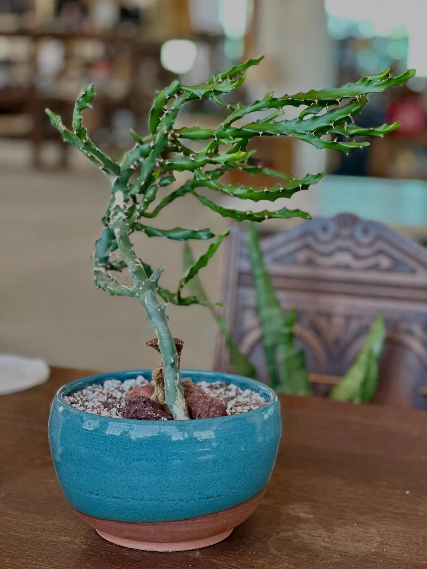 Hey Cleveland! We&rsquo;re open till 3:00 today and have a few remaining beauties from @thewickedplantco potted up and ready to go home with you. Plus tons of pottery, antiques, and apothecary treasures for you 🦋

And to everyone who came through ye