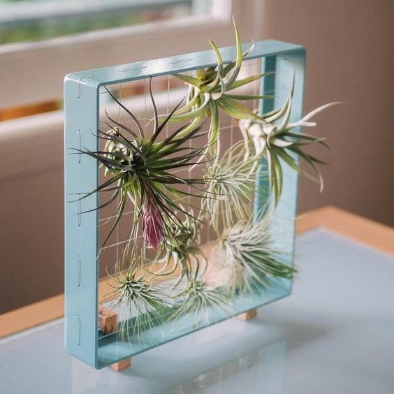 The Air Plant Chick