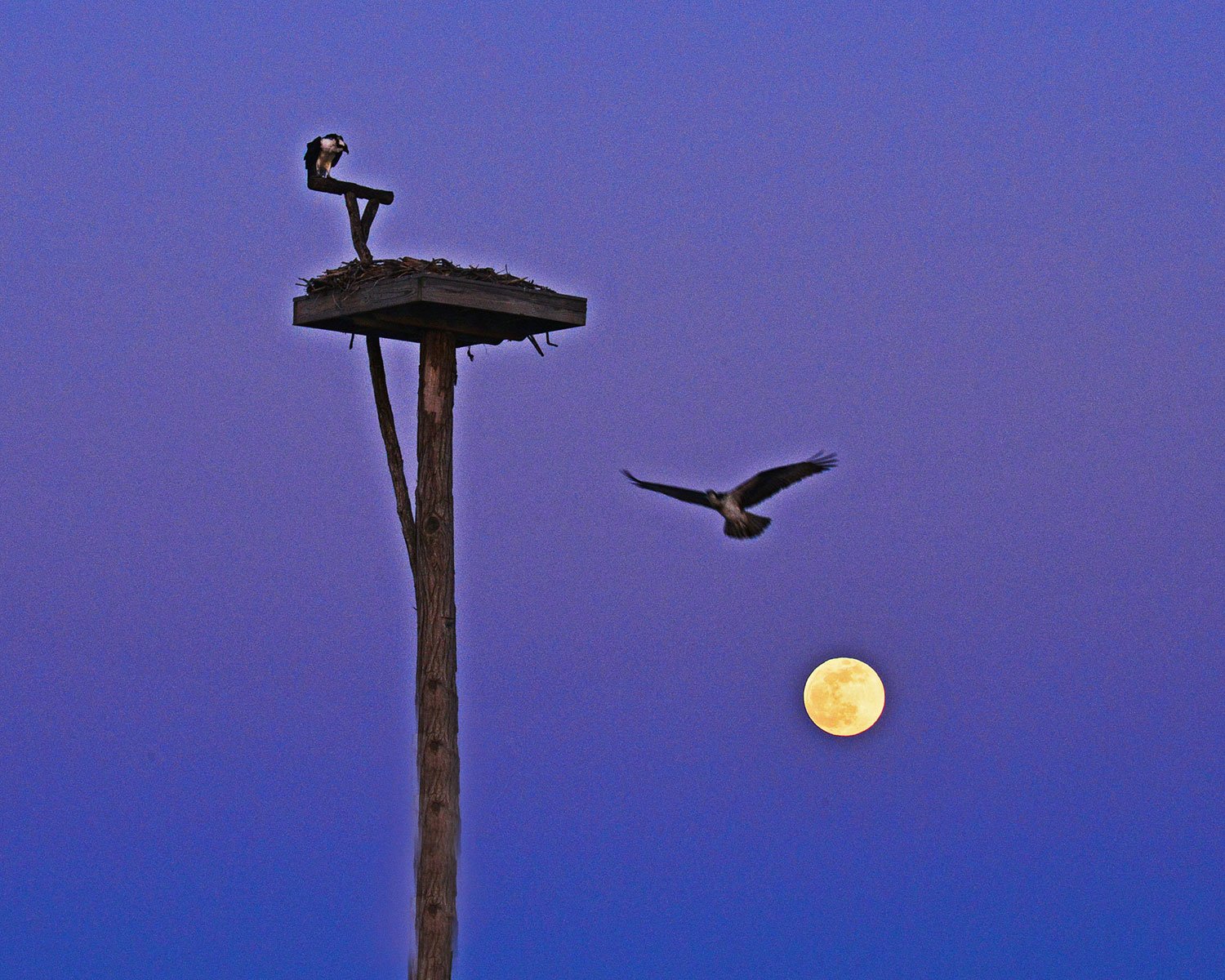 Full Moon. Photo by Don Bindler