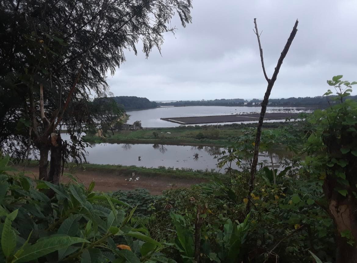 Shrimp, markets, privatization and the collapse of a coastal town in Ecuador