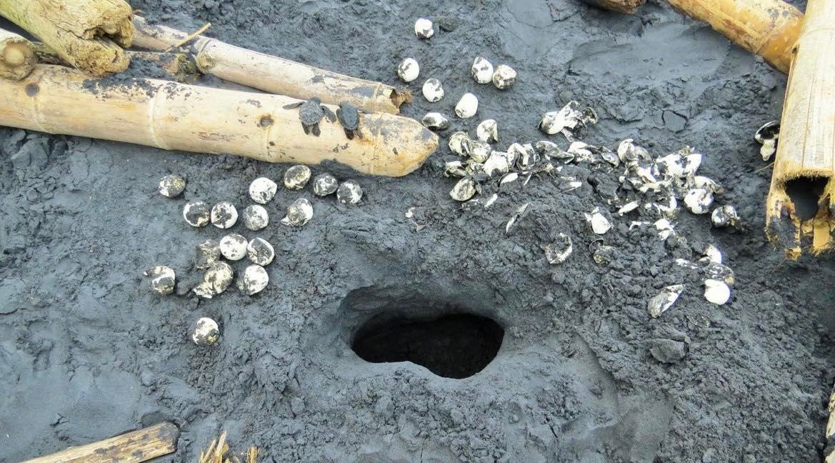 Las Tortugas de Playa Negra: supervivencia en contra todos los pronósticos