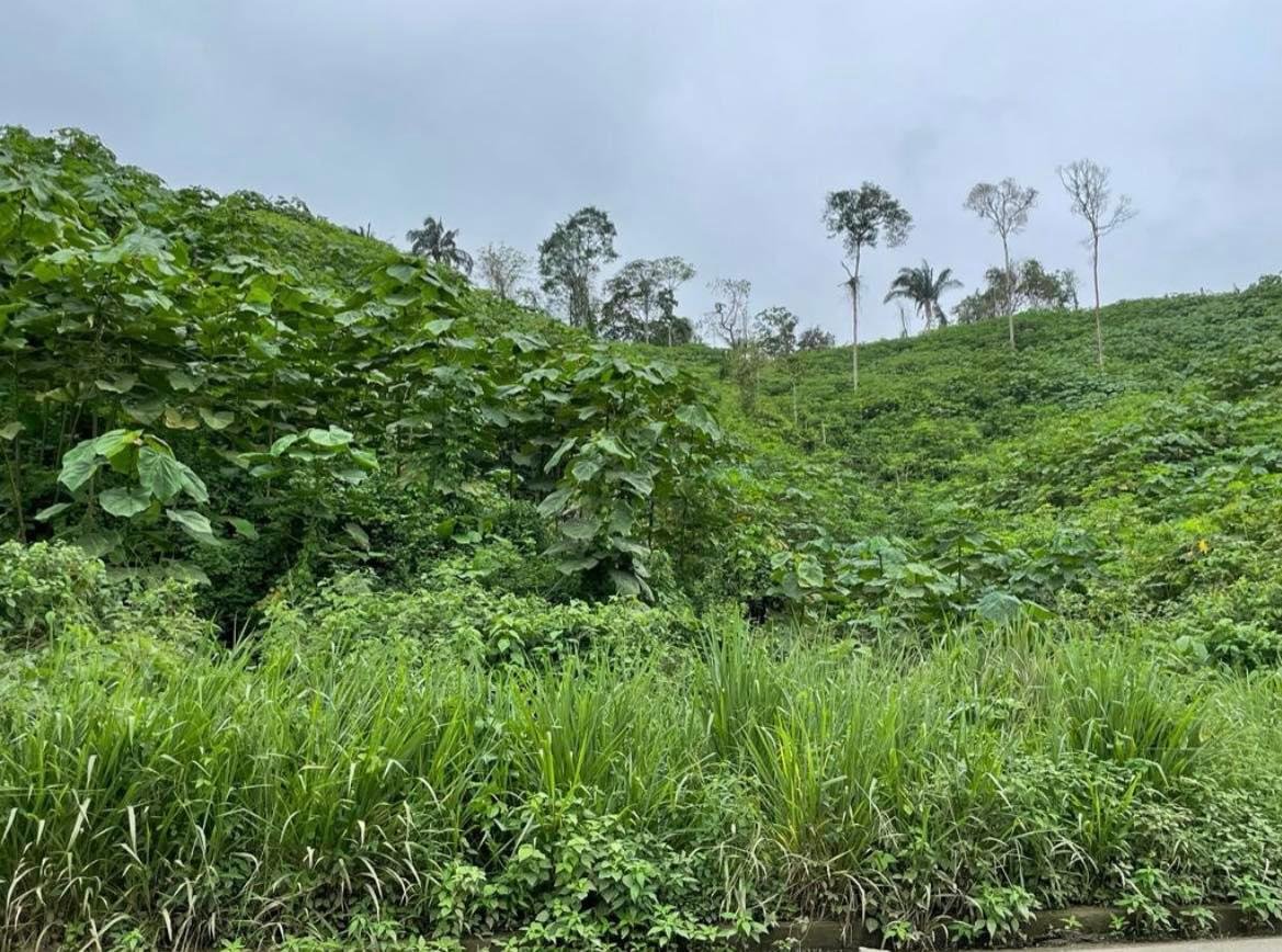 Wind power generation fosters deforestation in Ecuador’s Chocó