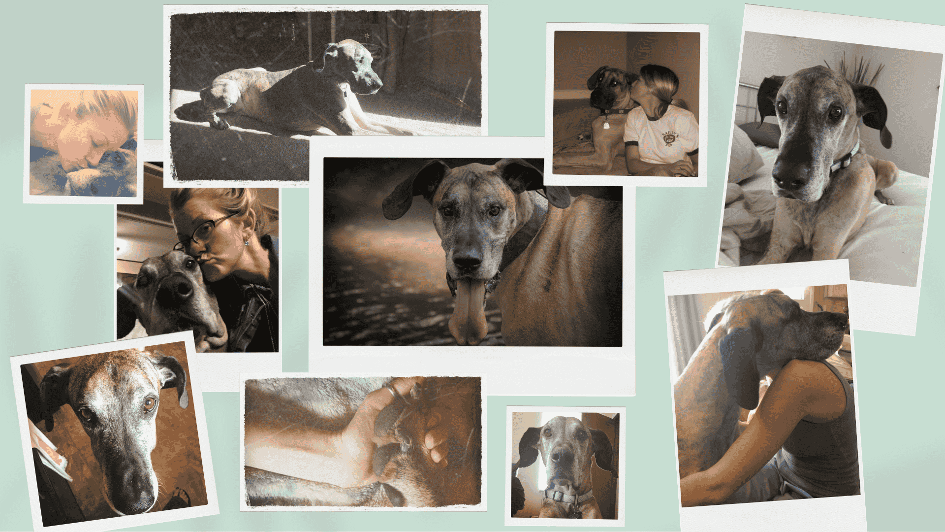 Diesel: The Dog That Started It All