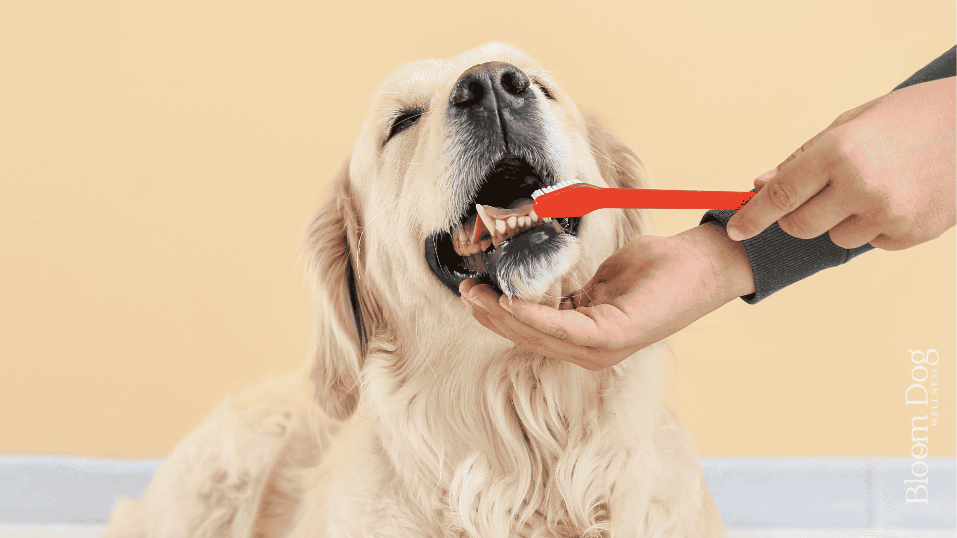 Dental Health in Dogs: Whole-Body Wellness Starts in the Mouth