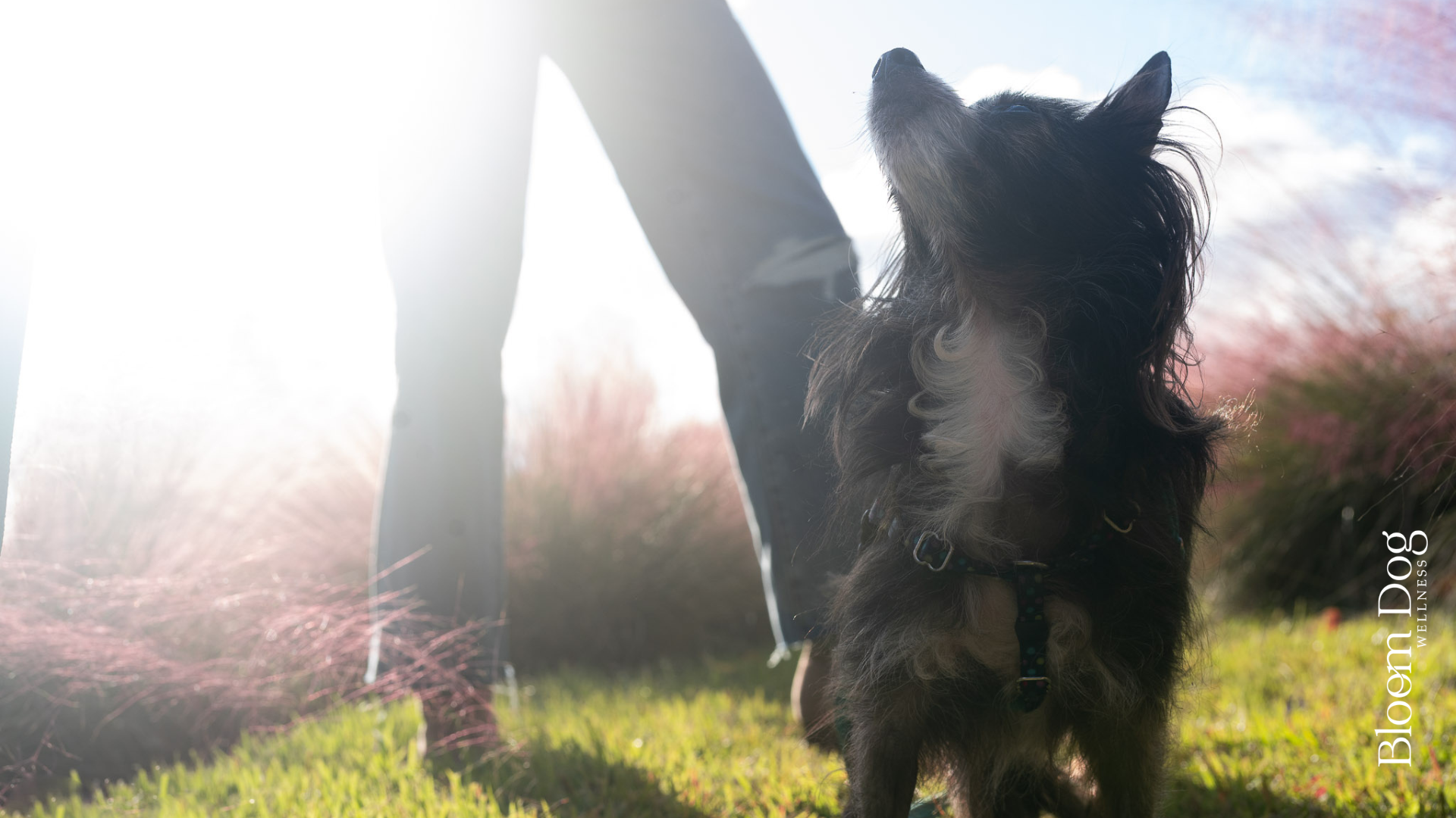 15 Things I Wish Every Pet Parent Knew About Raising a Healthy Dog