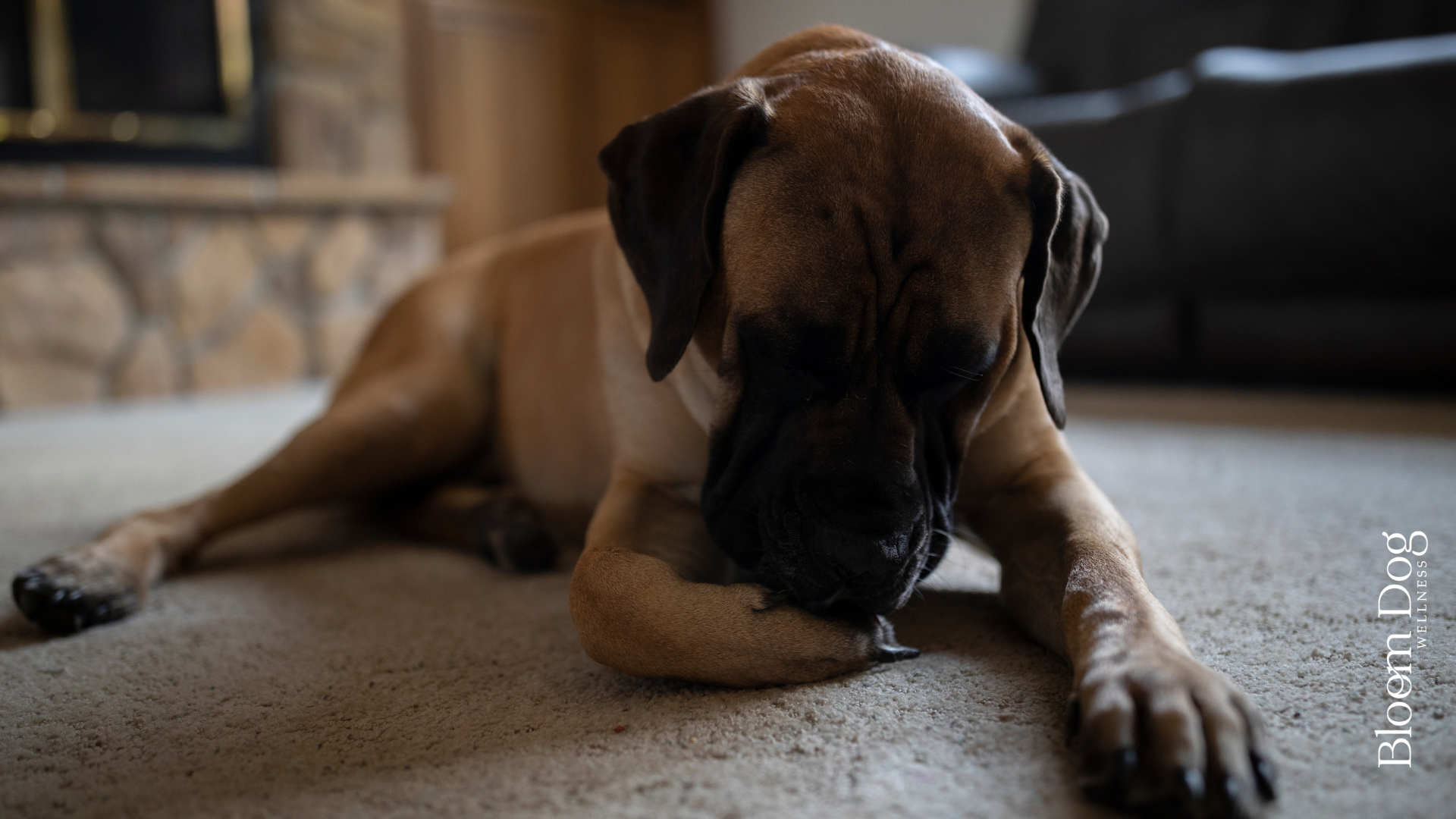 Seasonal Itching and Paw Chewing in Dogs: What I’m Seeing and What’s Helping&nbsp;