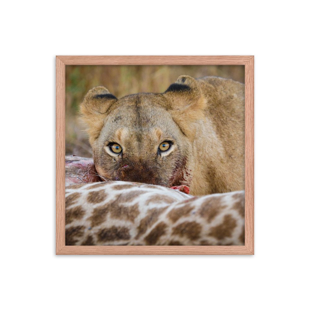 enhanced-matte-paper-framed-poster-(in)-red-oak-16x16-transparent-65c0f37c664e3.jpg