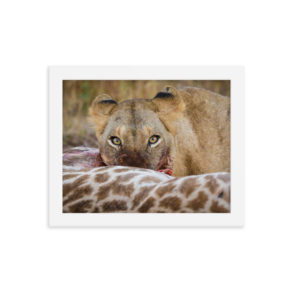 enhanced-matte-paper-framed-poster-(in)-white-8x10-transparent-65c0f37c6683a.jpg