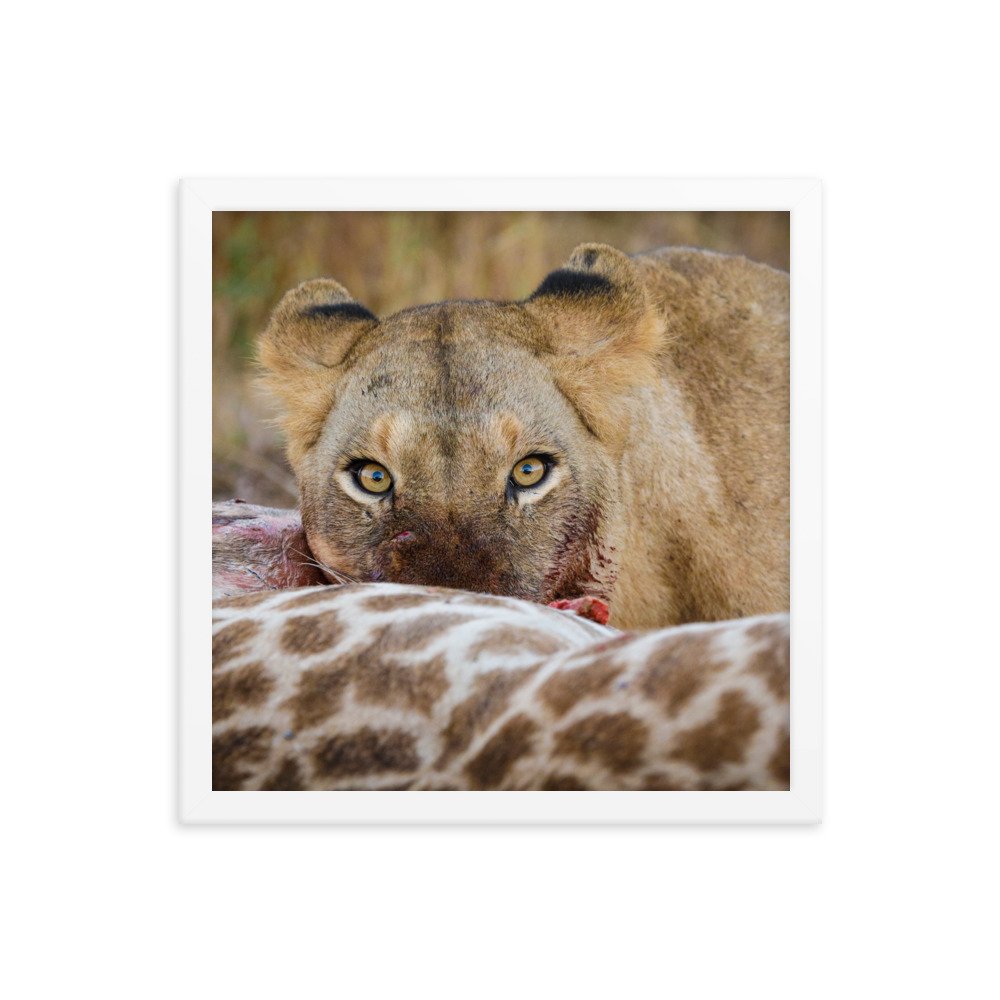 enhanced-matte-paper-framed-poster-(in)-white-14x14-transparent-65c0f37c66c6d.jpg