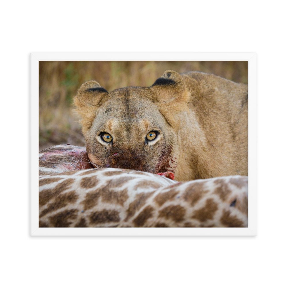 enhanced-matte-paper-framed-poster-(in)-white-16x20-transparent-65c0f37c66dba.jpg