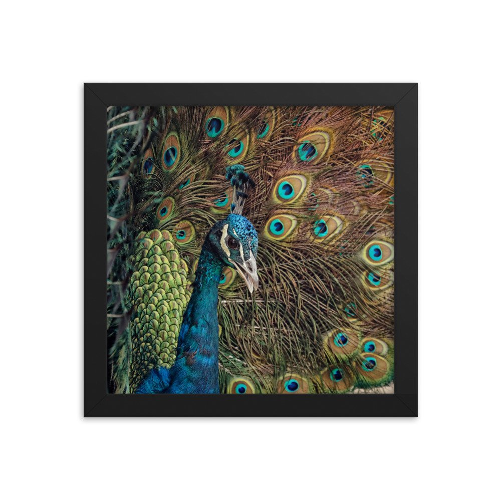 enhanced-matte-paper-framed-poster-(in)-black-10x10-transparent-65c0fc59e0dfc.jpg