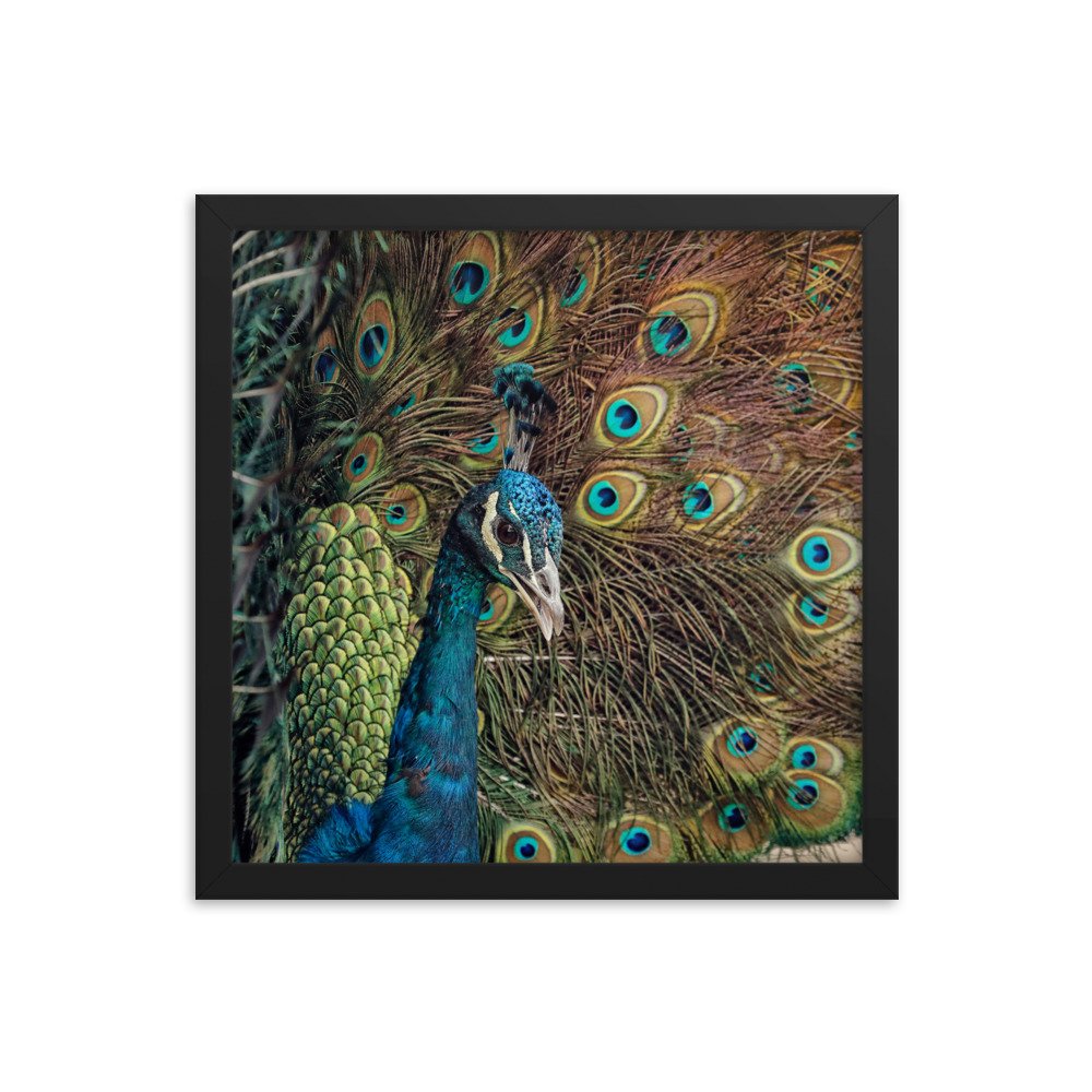 enhanced-matte-paper-framed-poster-(in)-black-14x14-transparent-65c0fc59e103c.jpg