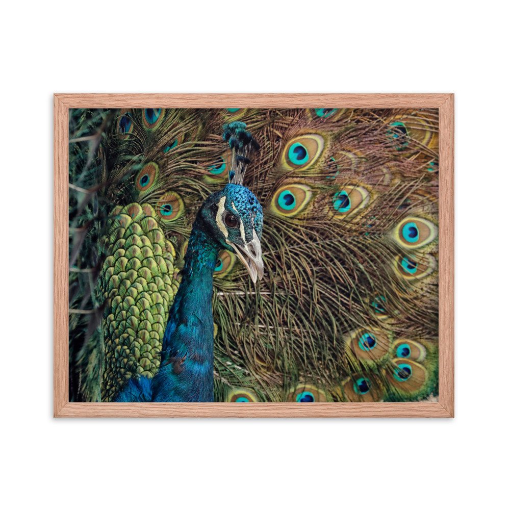enhanced-matte-paper-framed-poster-(in)-red-oak-16x20-transparent-65c0fc59e15c8.jpg