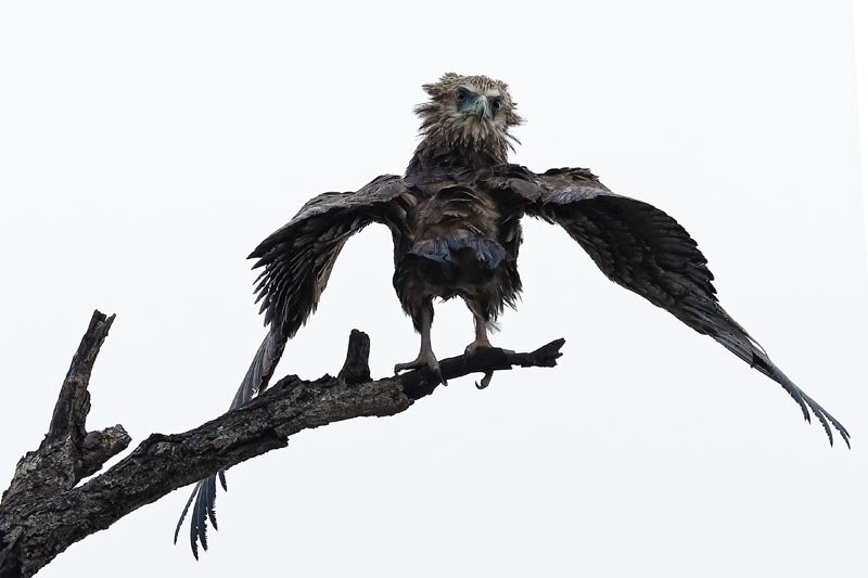 What No One Tells You About Wildlife Photography