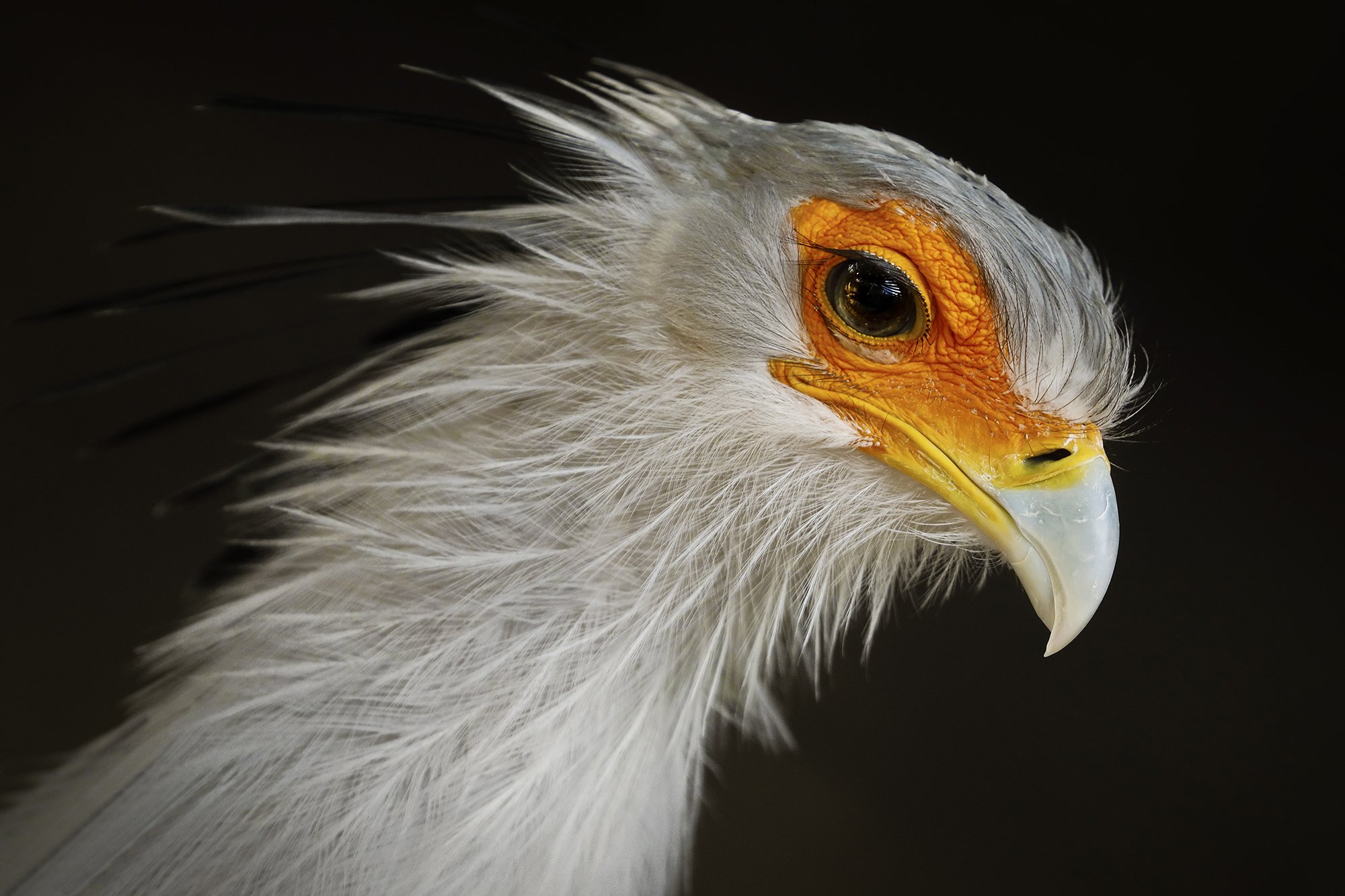 Secretary Bird by Nepal's best wildlife photographer Gautam Dhimal during assignment for Wild Africa project
