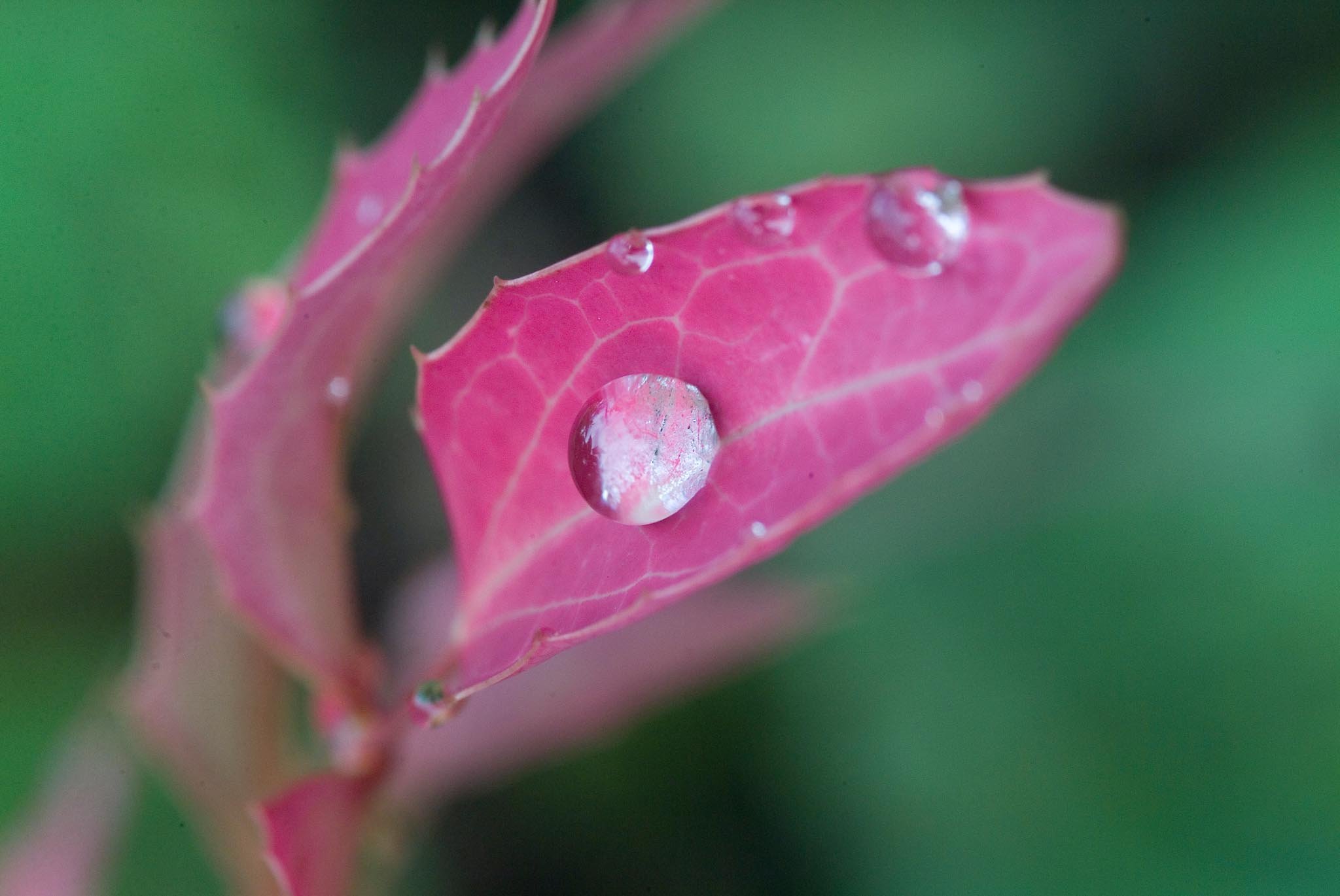 A_drop_of_Life copy.jpg