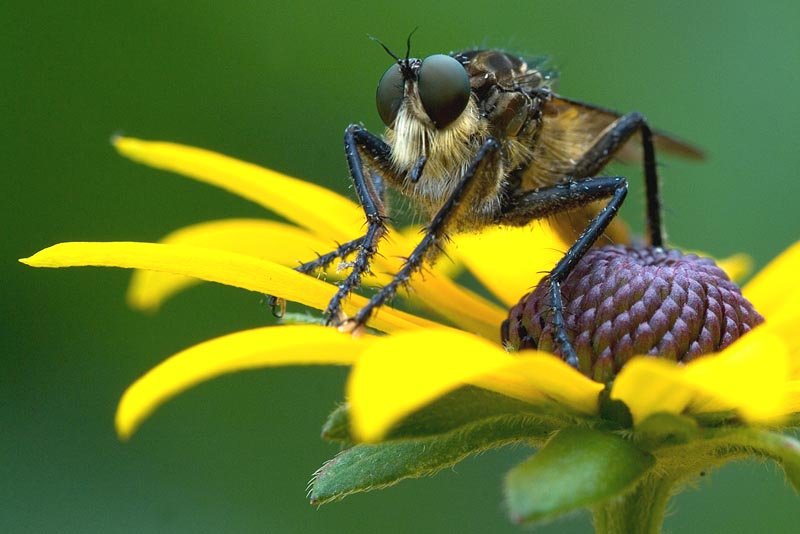 WASP copy.jpg