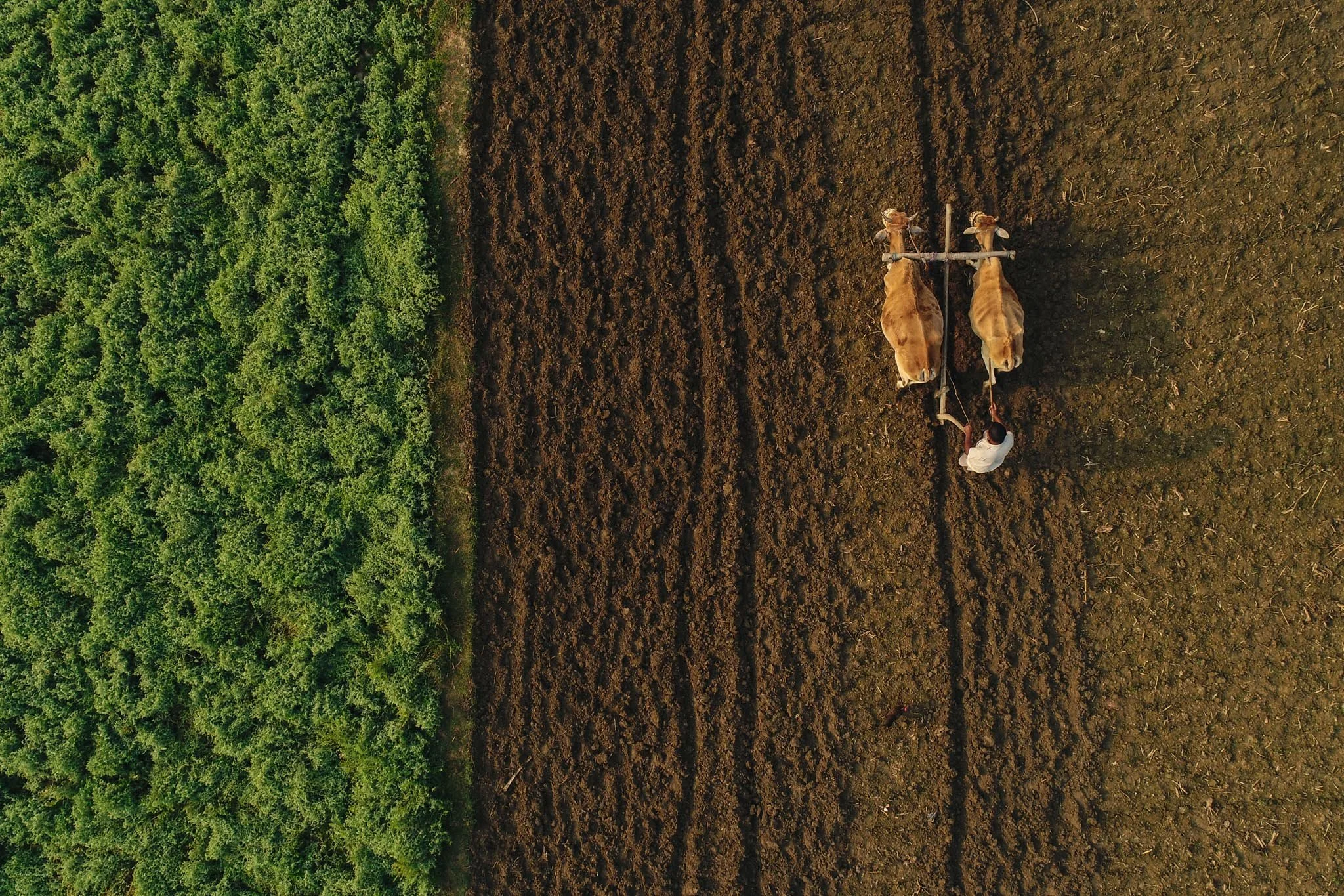 DJI_0164a.jpg