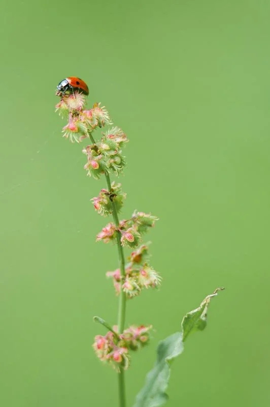 DSC_0169.jpg