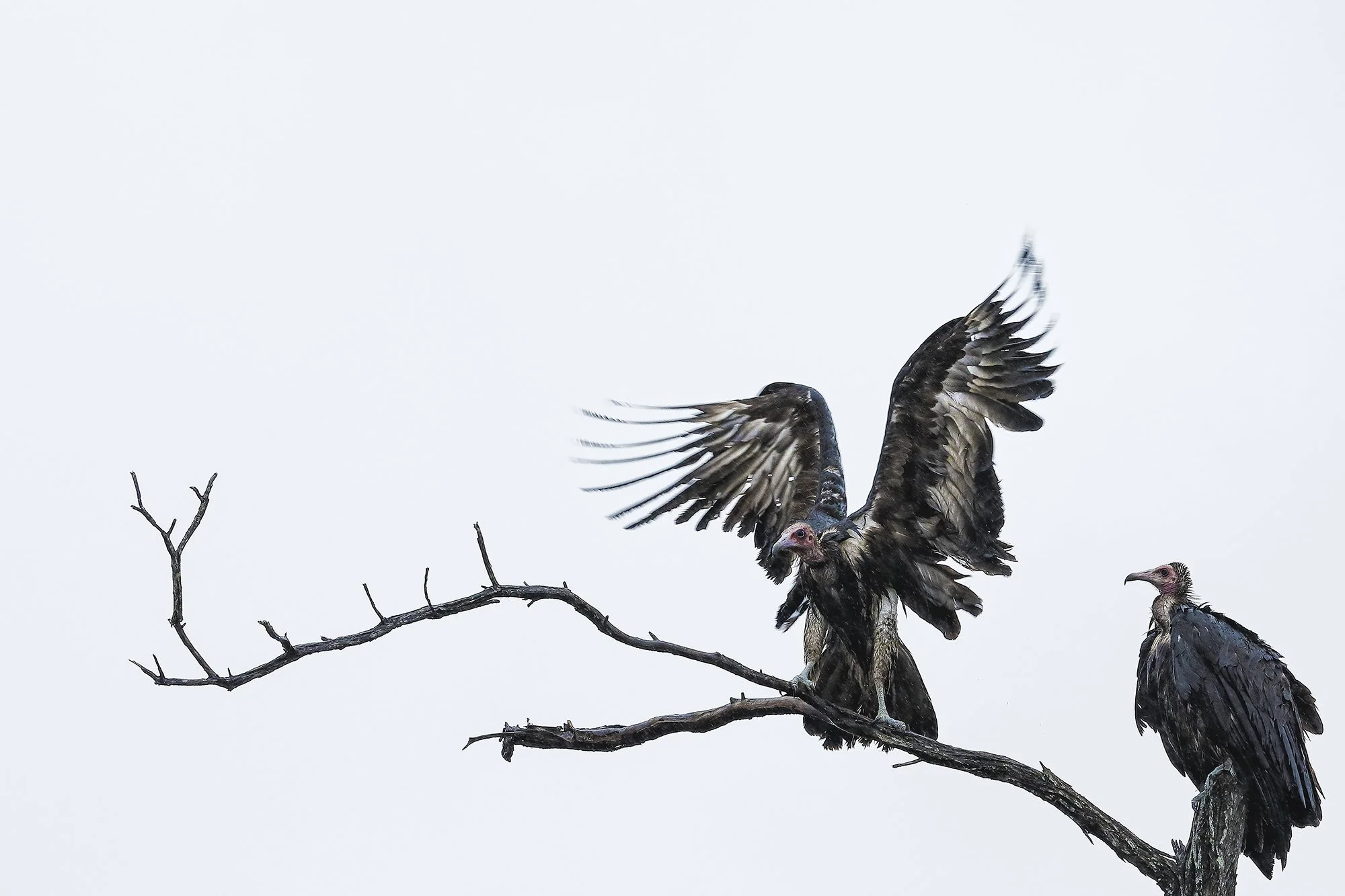 Cold drizzly morning in Kruger National Park in South Africa these vultures by Nepal's global wildlife and conservation photographer Gautam Dhimal captures during a wildlife photography assignment in South Africa.