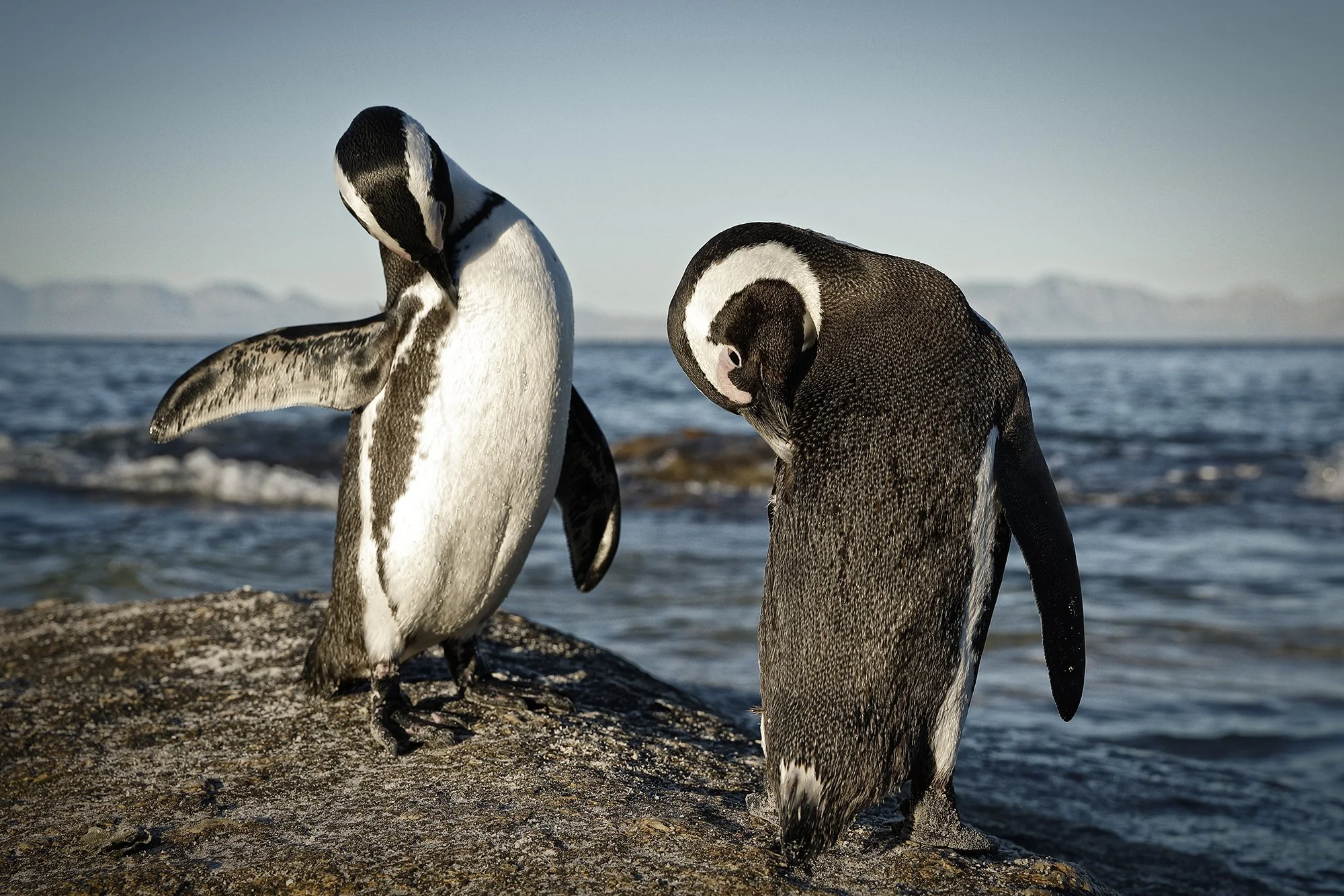Penguins by Nepal's top wildlife photographer Gautam Dhimal during wildlife photography expedition assignment for Wild Africa project