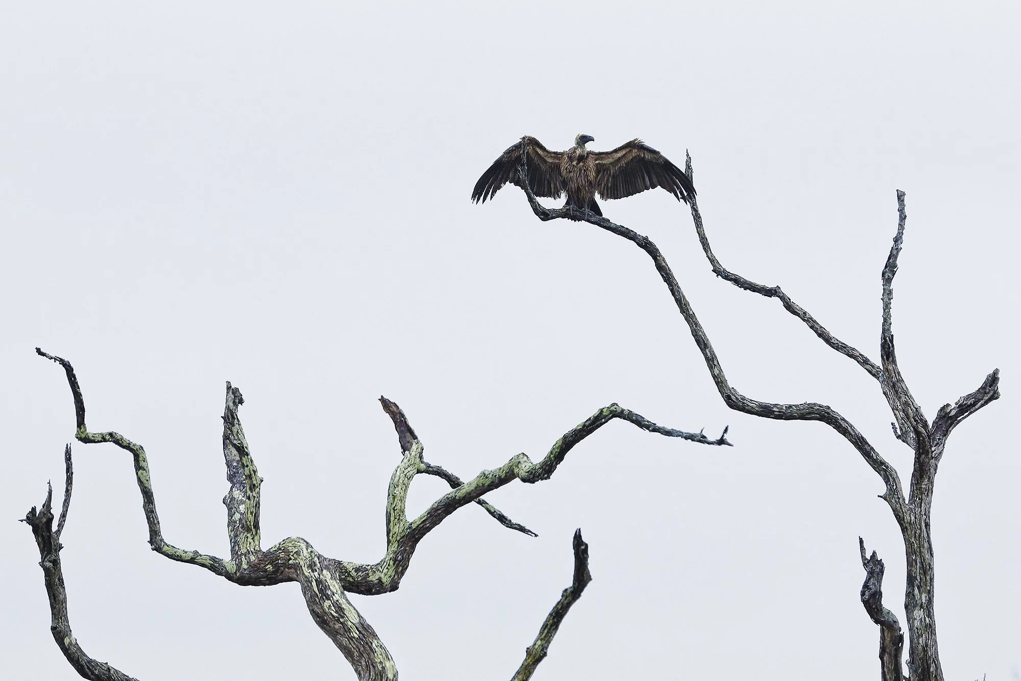 Kruger National Park in South Africa these vultures at the top of dead dry tree branch photography by Nepal's number one wildlife and conservation photographer Gautam Dhimal captured during a wildlife photography expedition in South Africa.