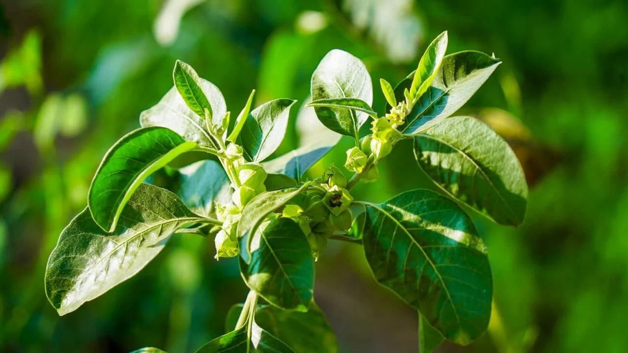 Does Ashwagandha Make You Emotionless? What The Science Says