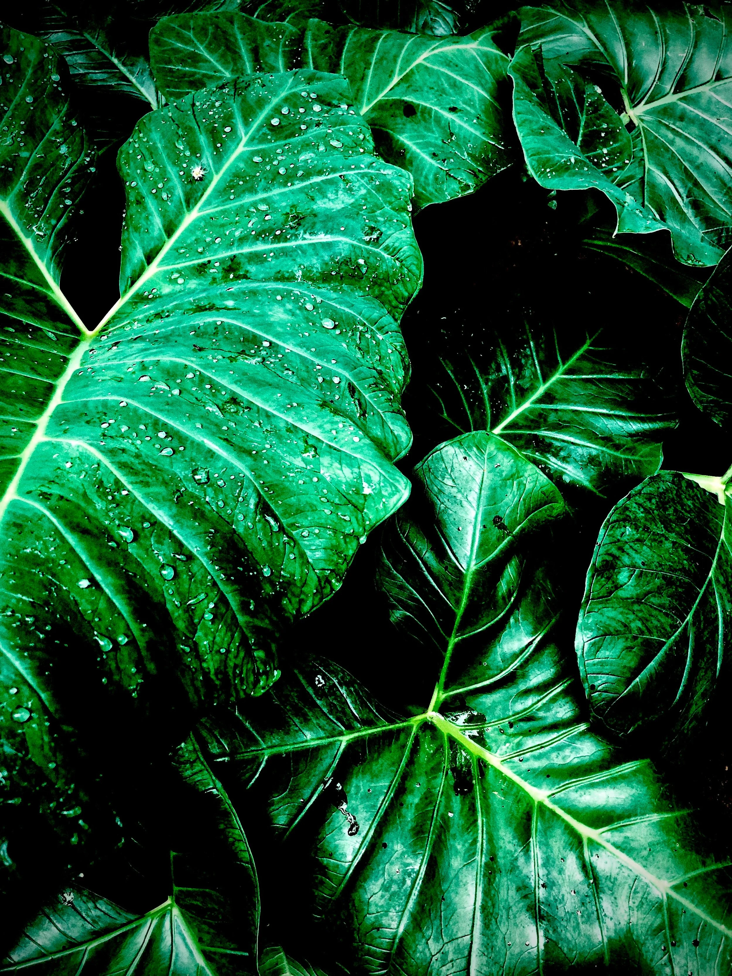 When Does Affordability Stop Justifying Greenwashing?