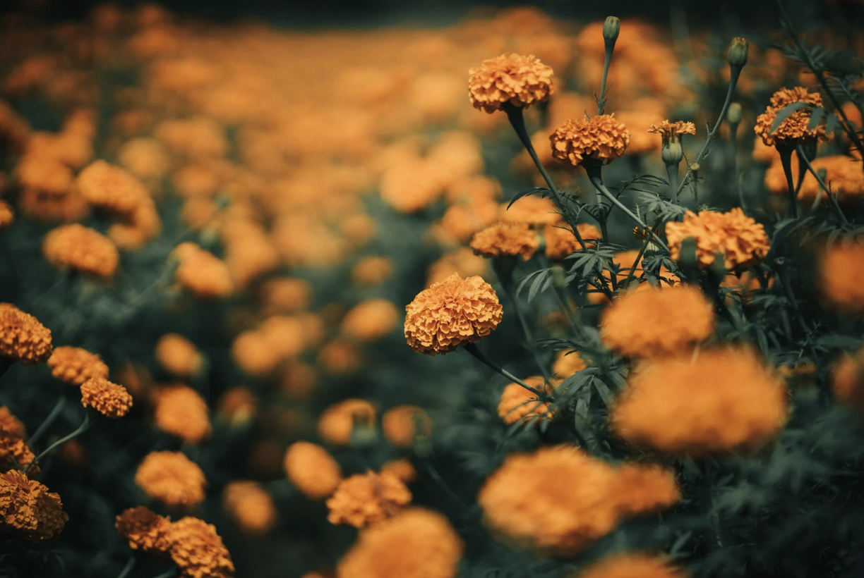 a field of orange marigold blossoms and their contrasting green stems and leaves is in focus in the near middle distance and then blurs into the background