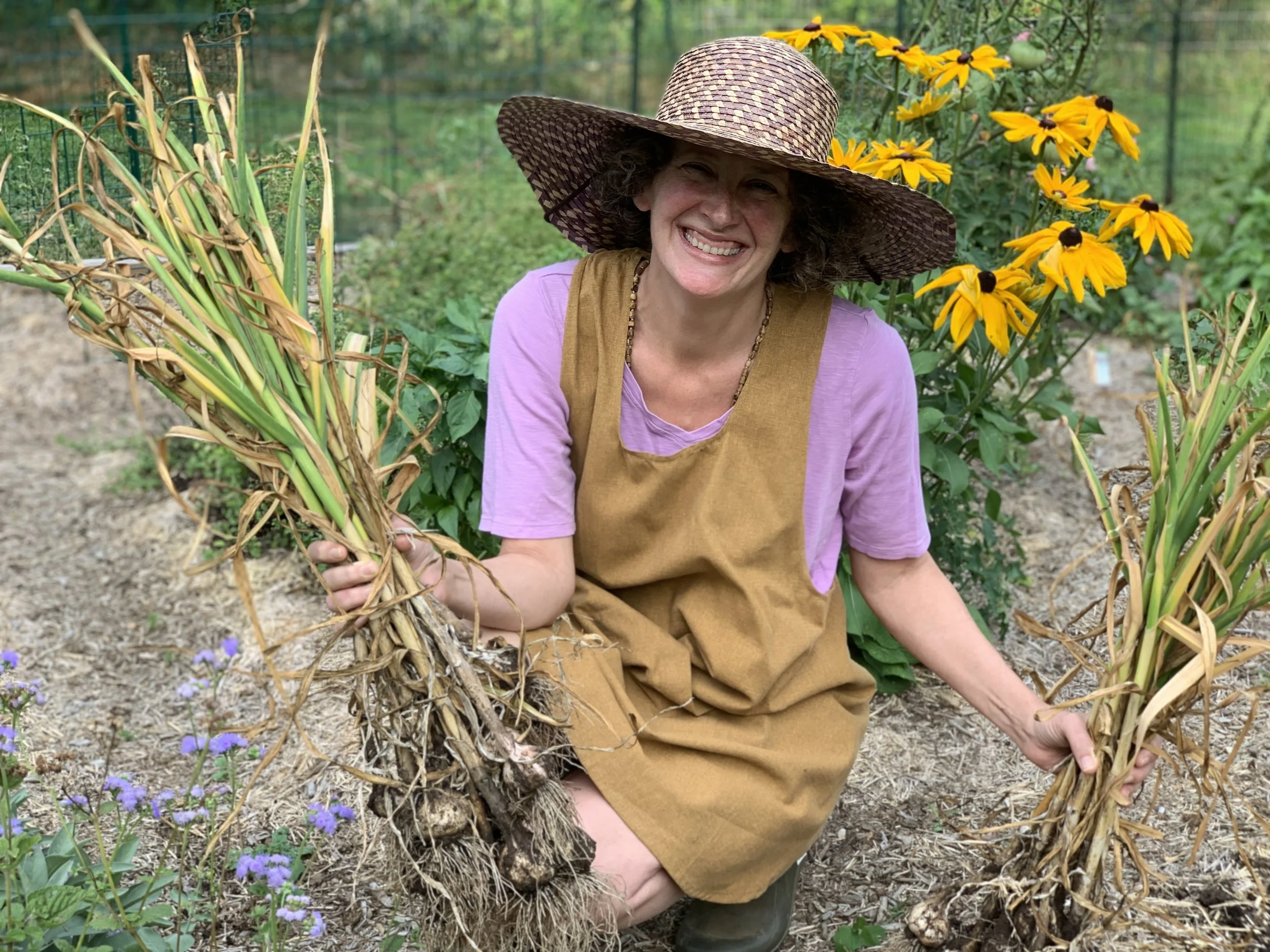 a woman wearing a straw hat and an apron over a lavender t-shirt holds up two bunches of freshly harvested garlic with stalks intact and covered in dirt. there are black eyed Susans in the background