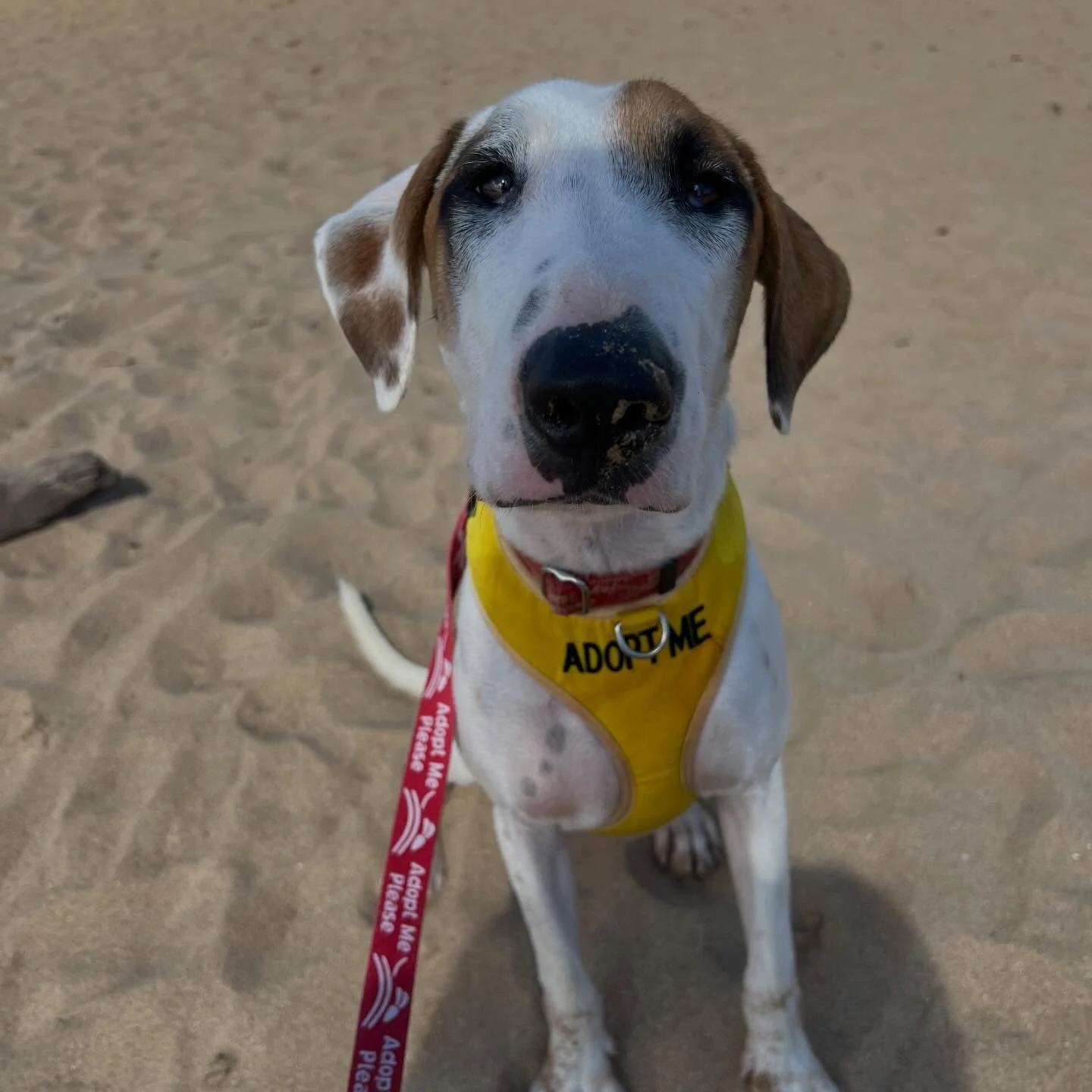 🐾 Adopt Roscoe! 🐾

Since this was technically my birthday trip, those who know me know that my favorite way to celebrate is to spend it with dogs &mdash; specifically, rescue dogs. And more specifically, dogs from @kauaihumanesociety where my soul 