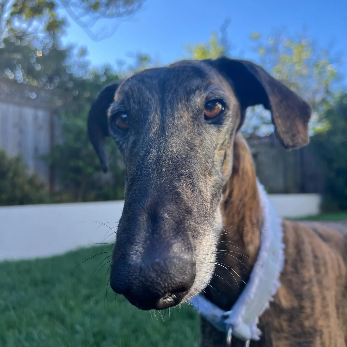 Spring has sprung and so has the snoot 🌸🌺