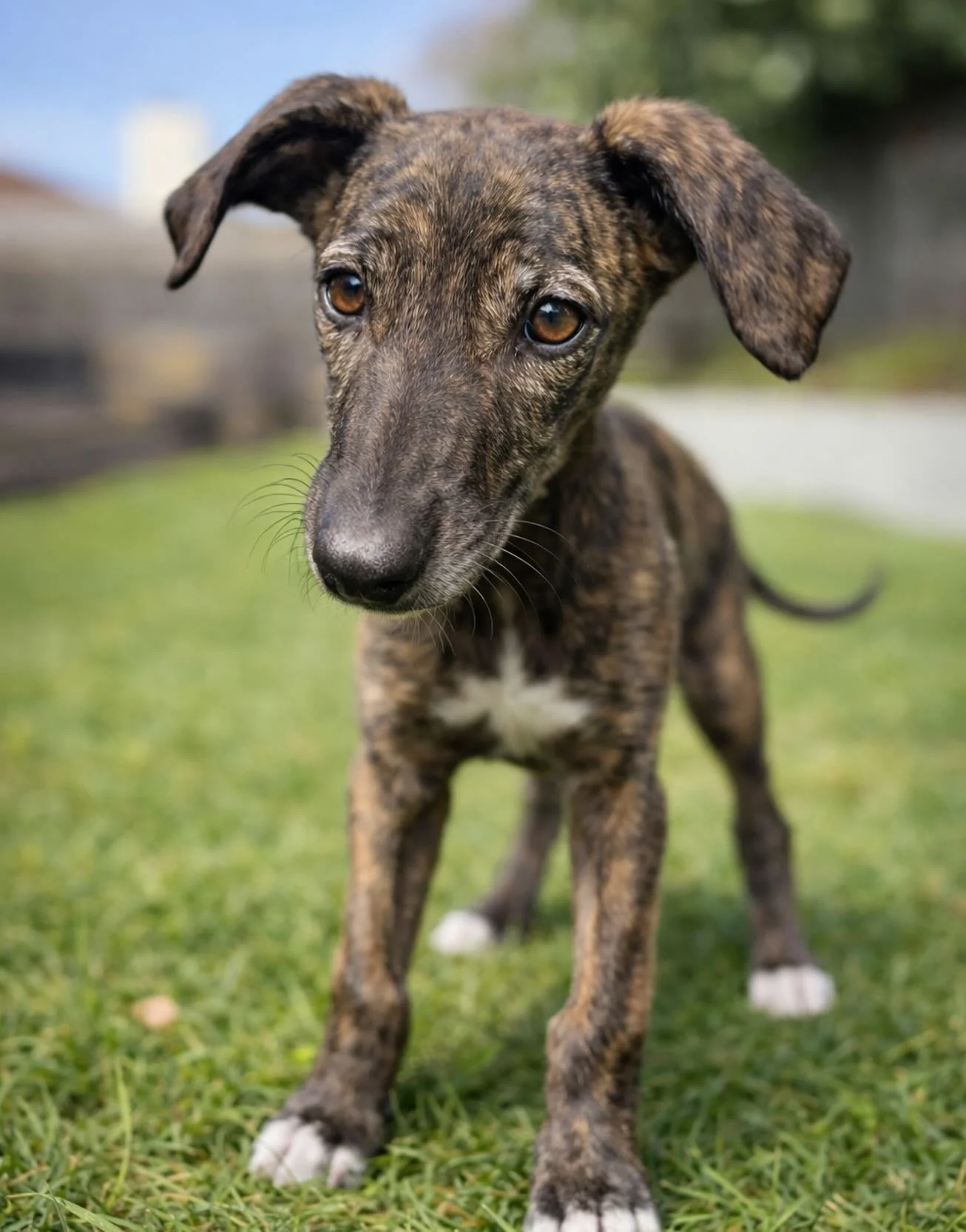 At the risk of too much Nacho content on my page (that ship has sailed), in honor of National Puppy Day today I asked ChatGPT what he might have looked like as a puppy. As if I could be any more obsessed&hellip;🥹